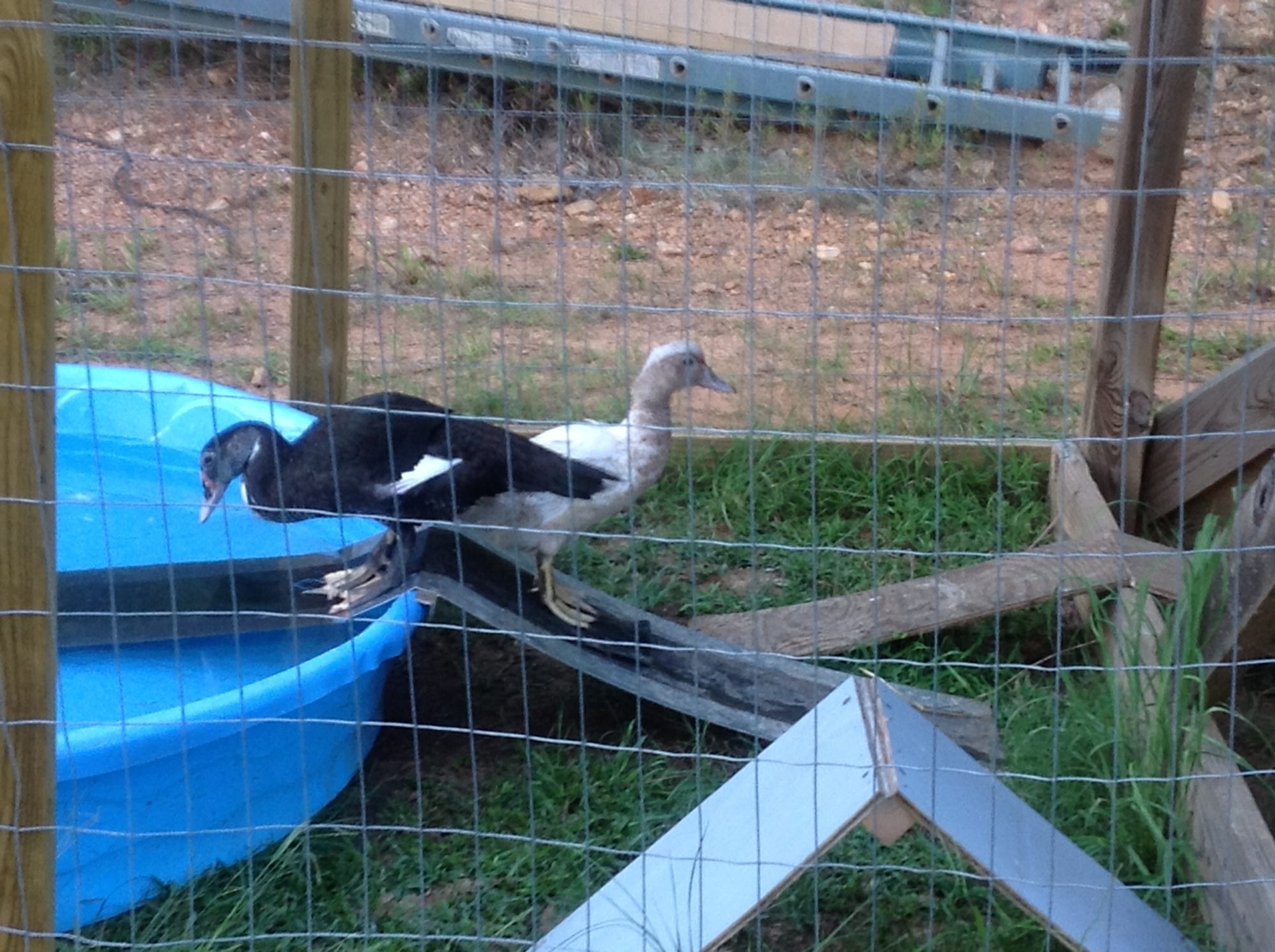 The black duck has been officialized as a Rouen, the white and light brown one, I have no idea