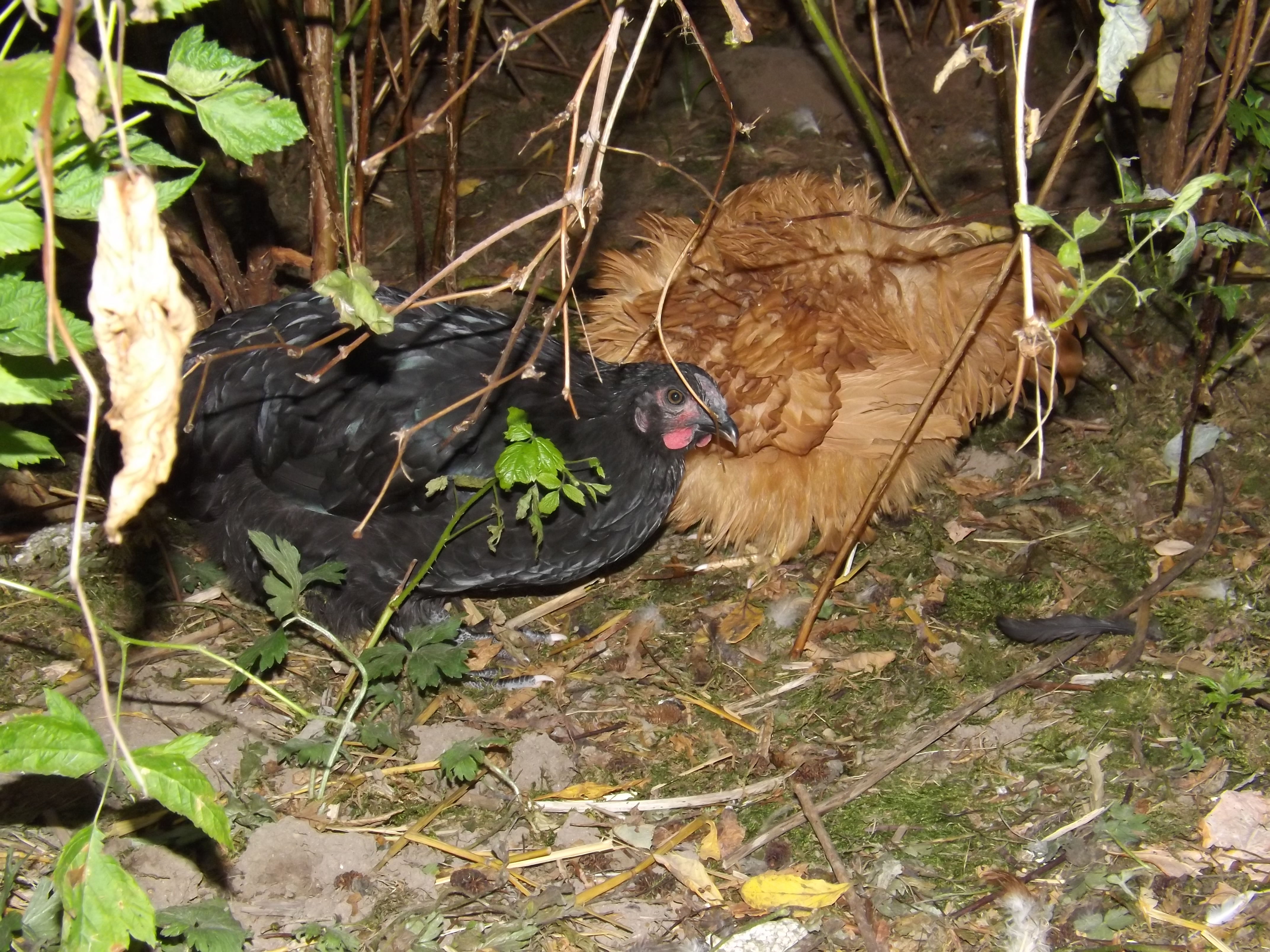 The black one is eve