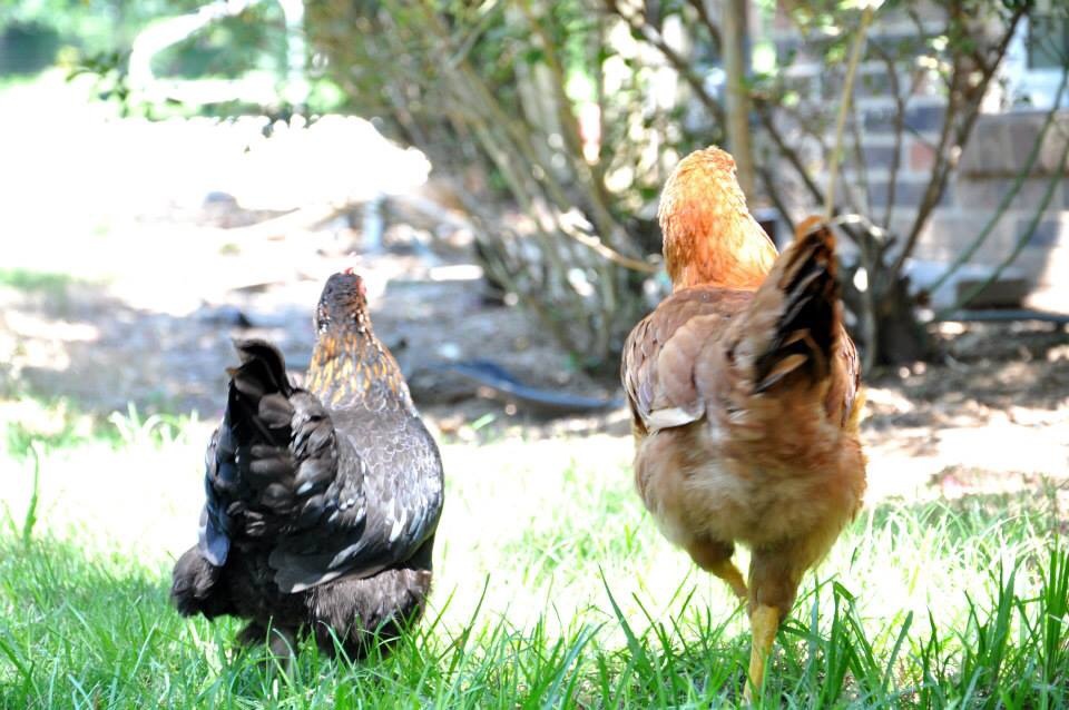 The black one, Molly, is a crossbreed of a Cochin Bantam and a Serama. She's the best little brooder and mother that I have ever owned. The gold one, Joey, is a Columbian Plymouth Rock, also Molly's adopted daughter. Notice the size difference :)