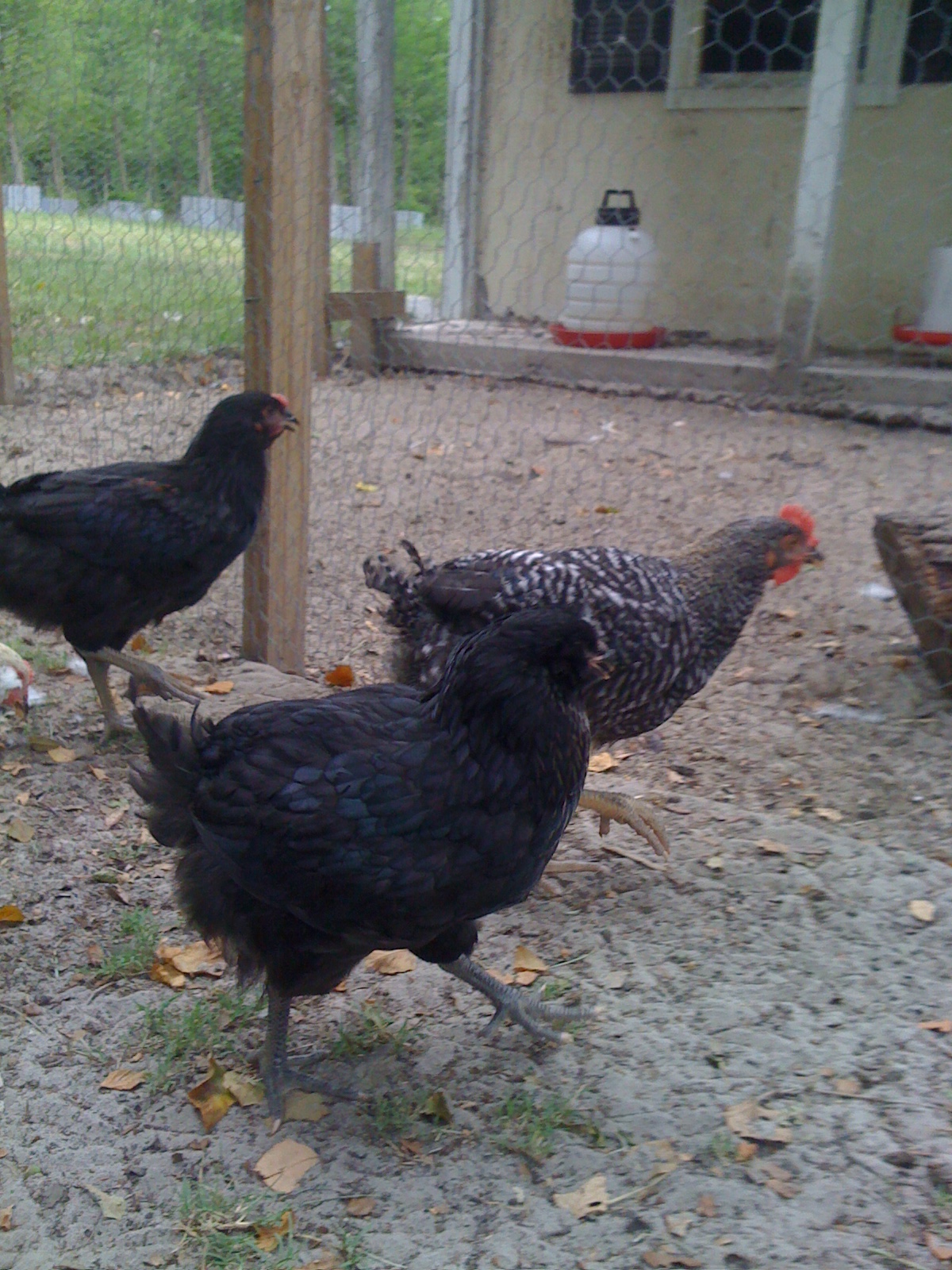 The black ones..pullets or cockerels? Both have pea cobs from what I can tell, but one is slightly larger than the other.