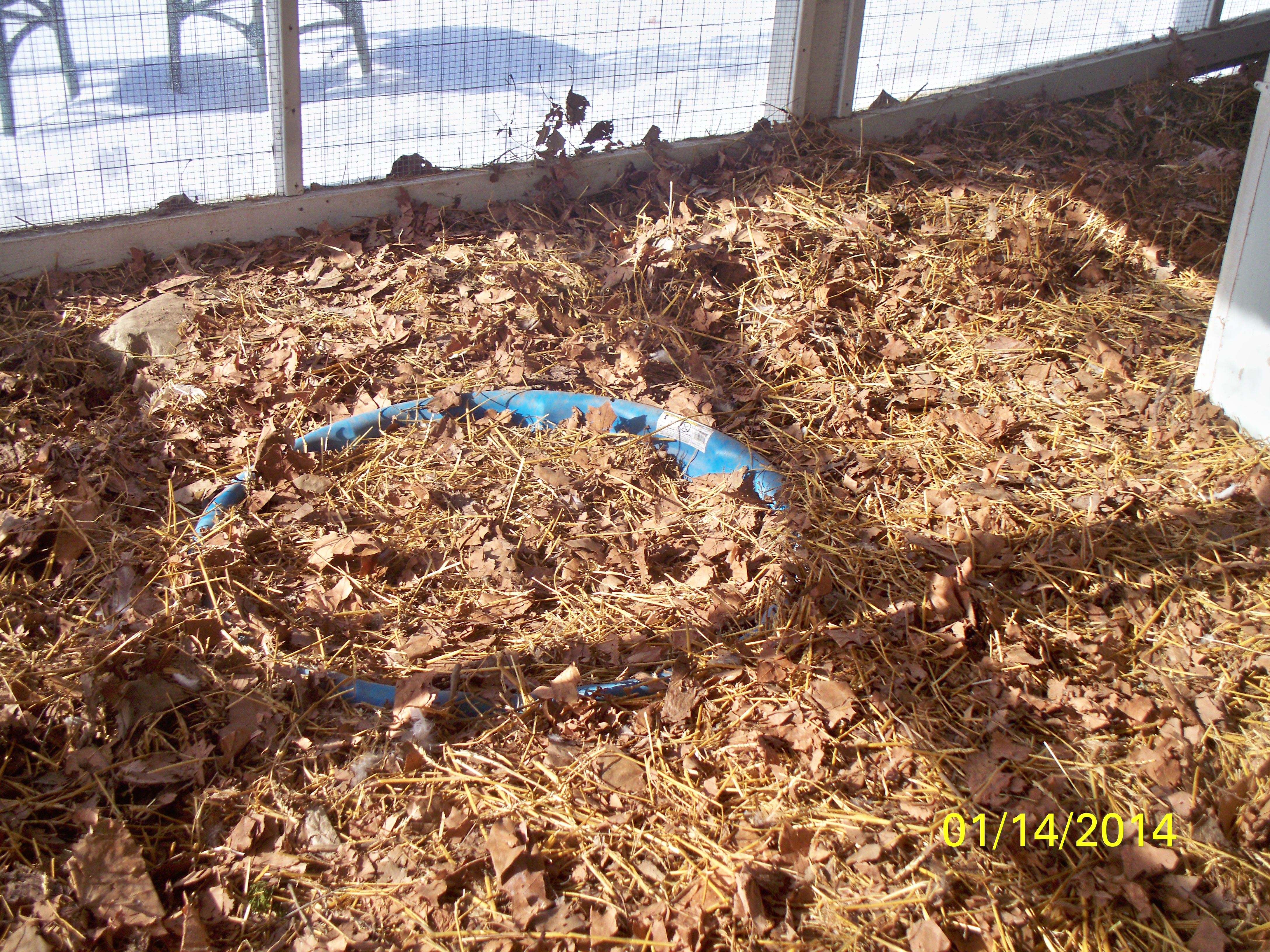 The blue circle sticking up is their dust bath. At the bottom of it any way. I put big bags of dried leaves and some straw in. about once a week I rake it back up to the other sections and it they love digging it all over again. Under all those leaves and straw they have also dug out a few of their own dust bowls.