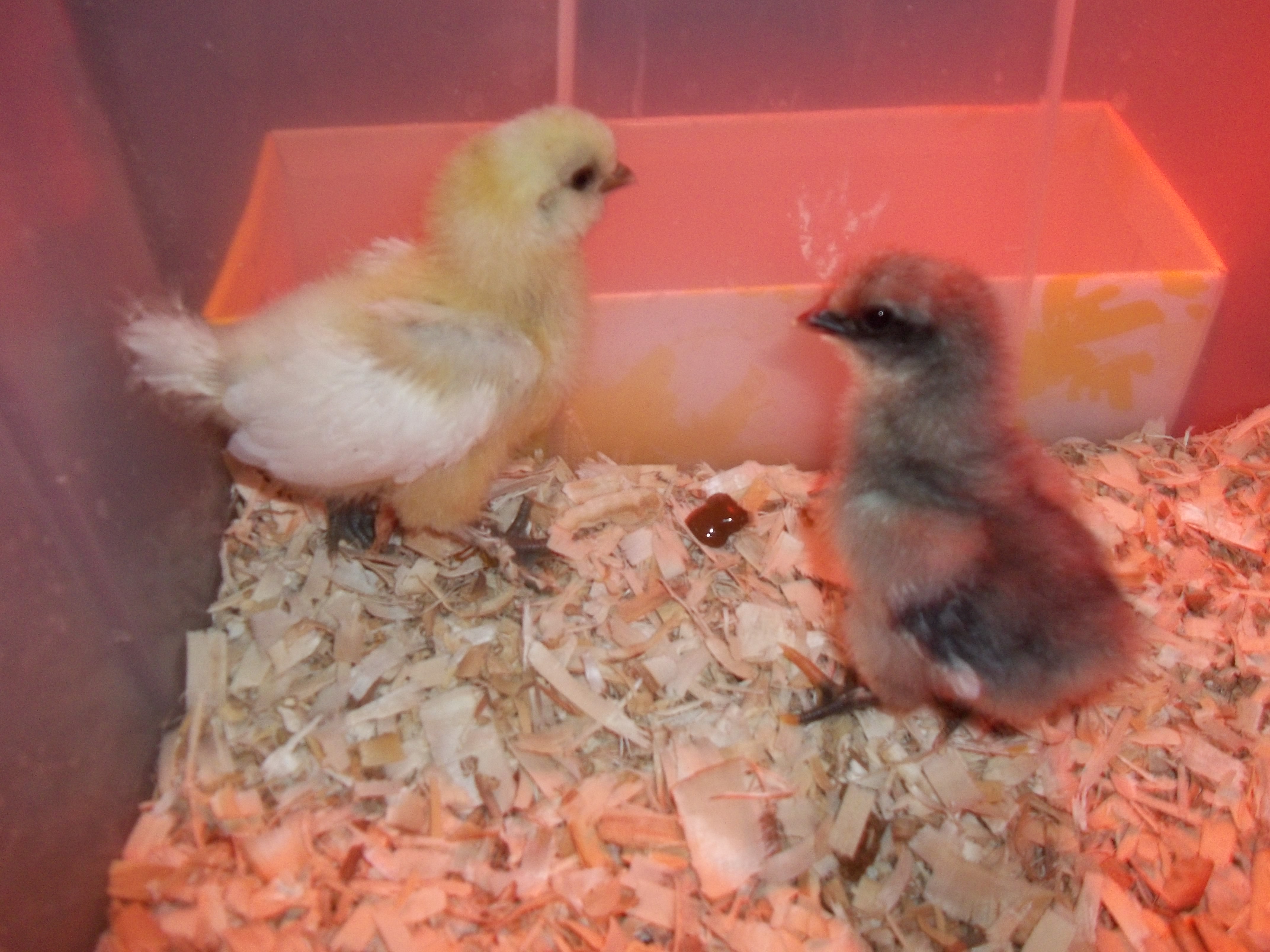 The blue one is "Bluebell" and the yellow/white one is "Buttercup" If you want more info on what we crossed to make their breed Private Msg me!