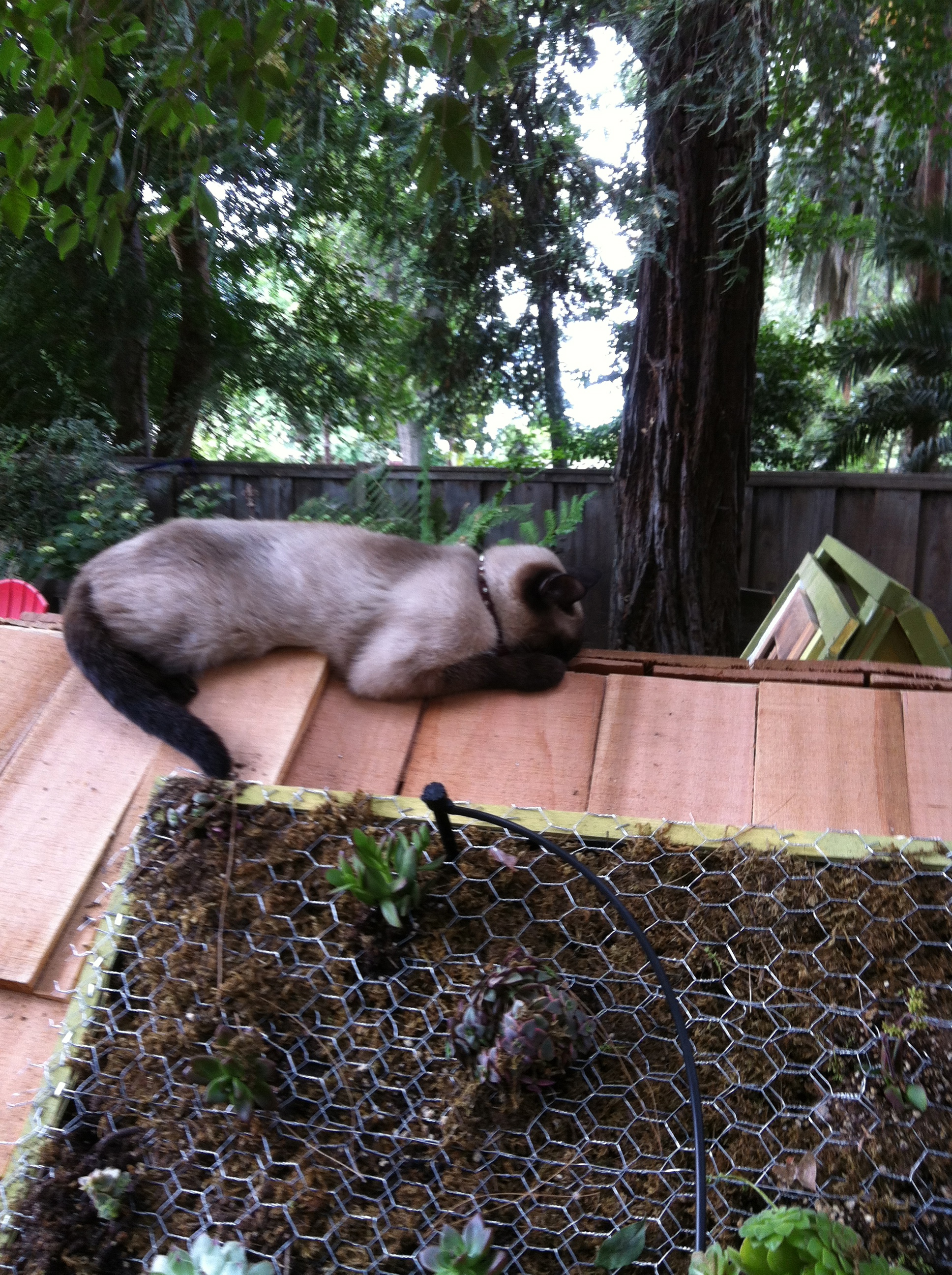 The bored cat