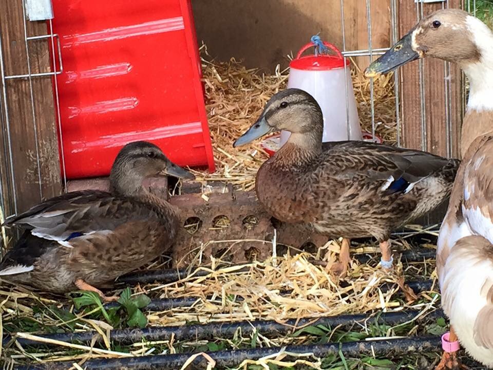 The bothers at age 20 weeks with goose(RIP)