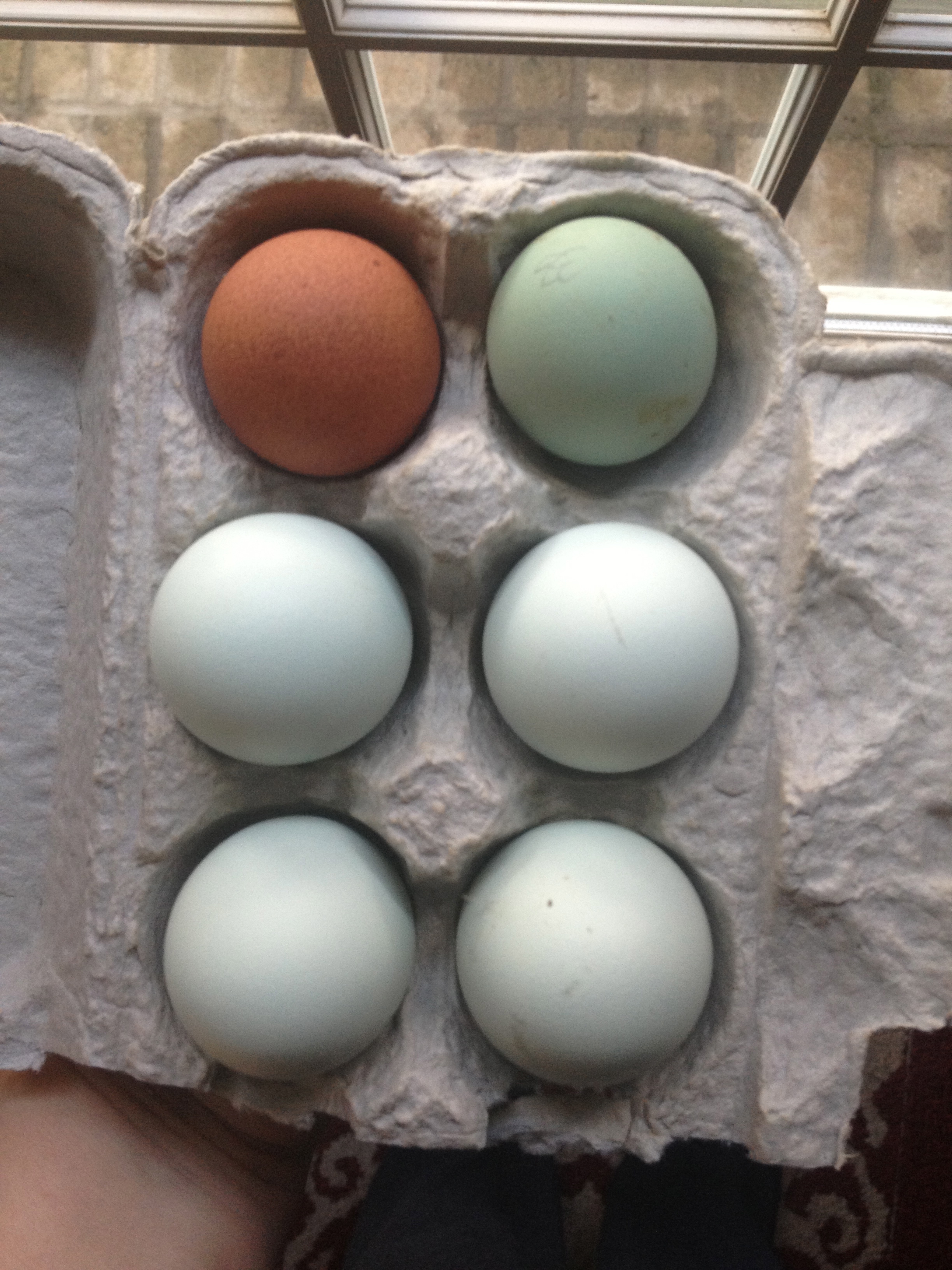 The bottom four are from my blues, the top right from my wheatens and the brown is a welsummer egg.