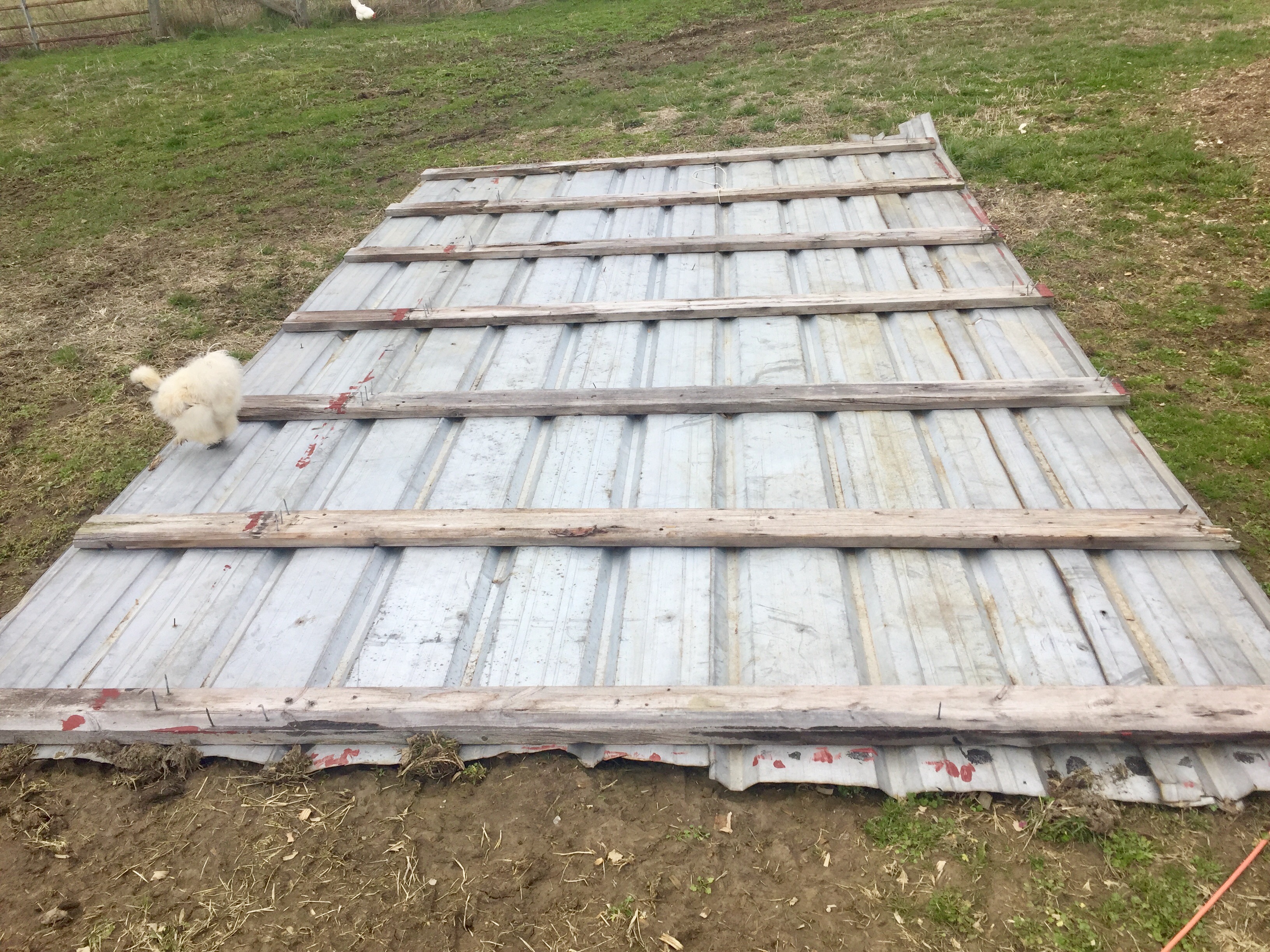 The bottom side of my roof that blew off. No high winds, roof had been on the building for years. **** thing blew completely off. I came out in the morning and I felt like the chickens were just looking at me, like WTH happened man! Good thing I was going to replace it anyhow.