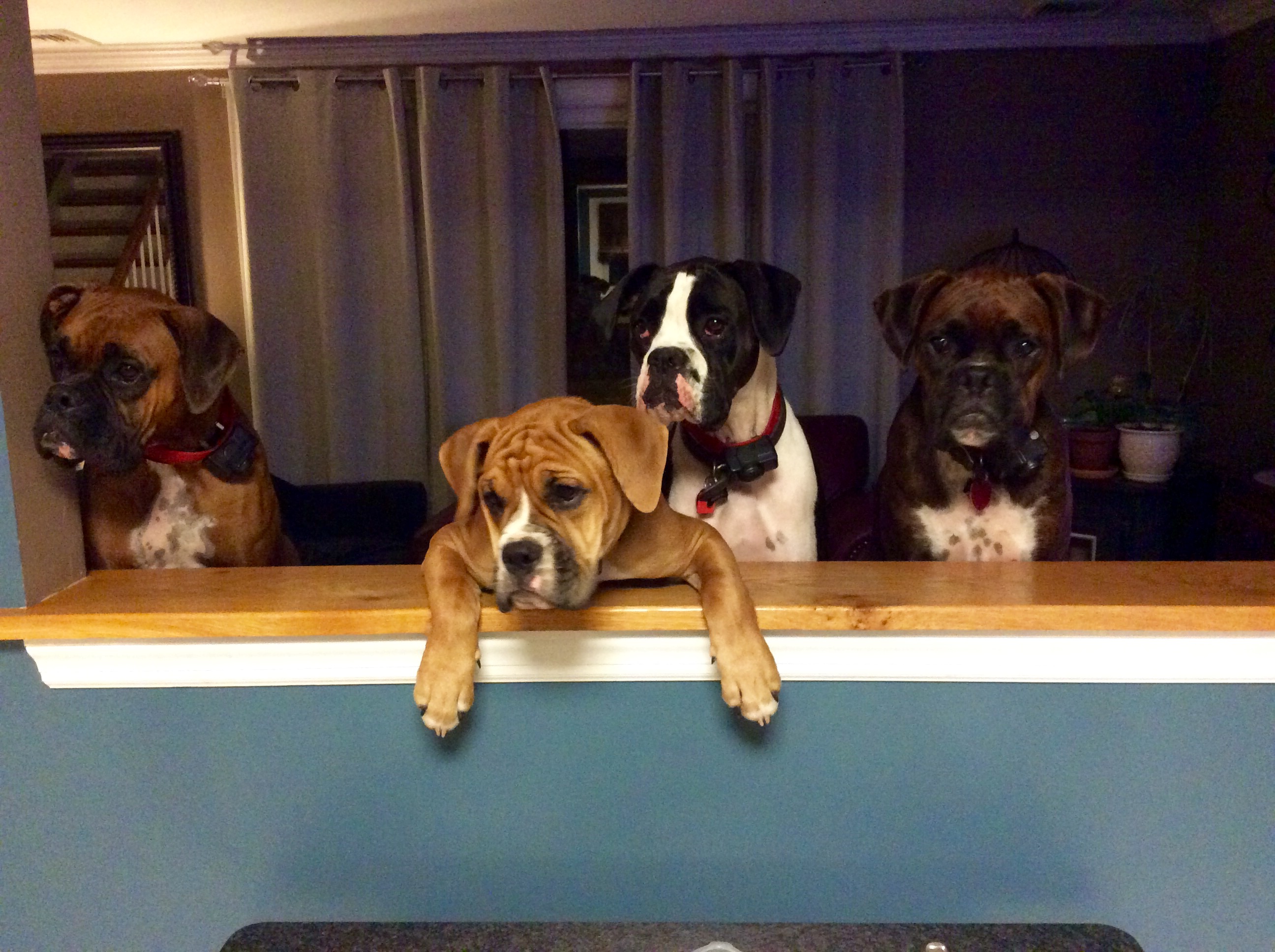 The Boxer pack Lucy, Ceci, Abby & Buddy