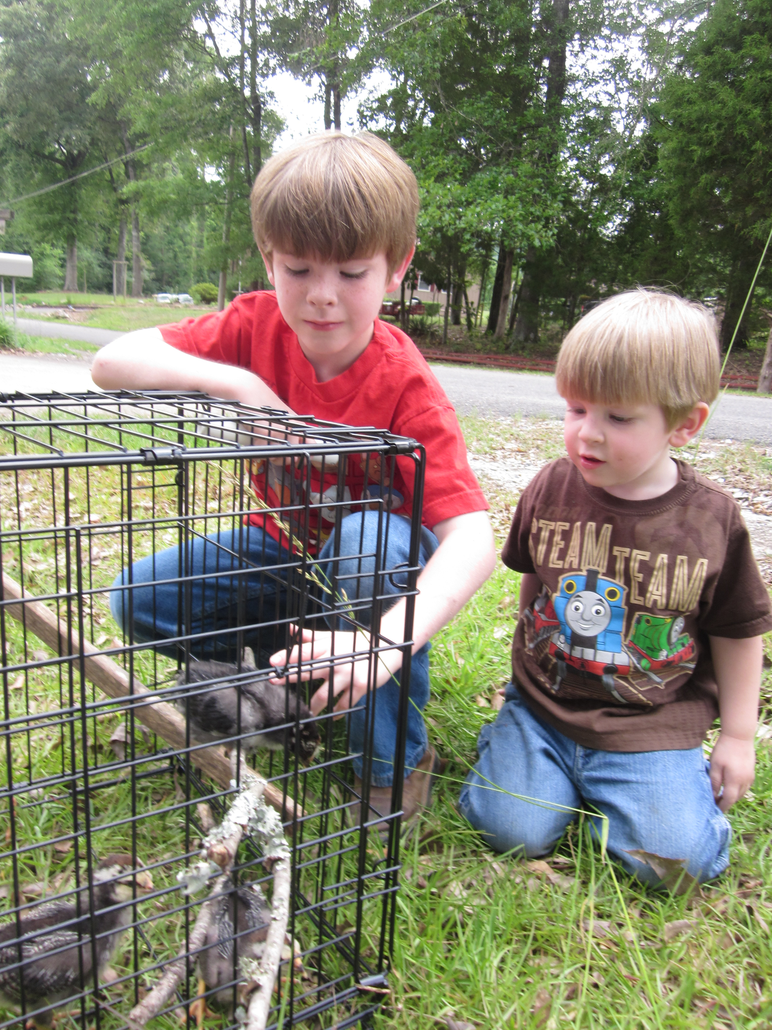 The boys and the chicks.  They belong to the oldest, but the little one loves them just as much!
