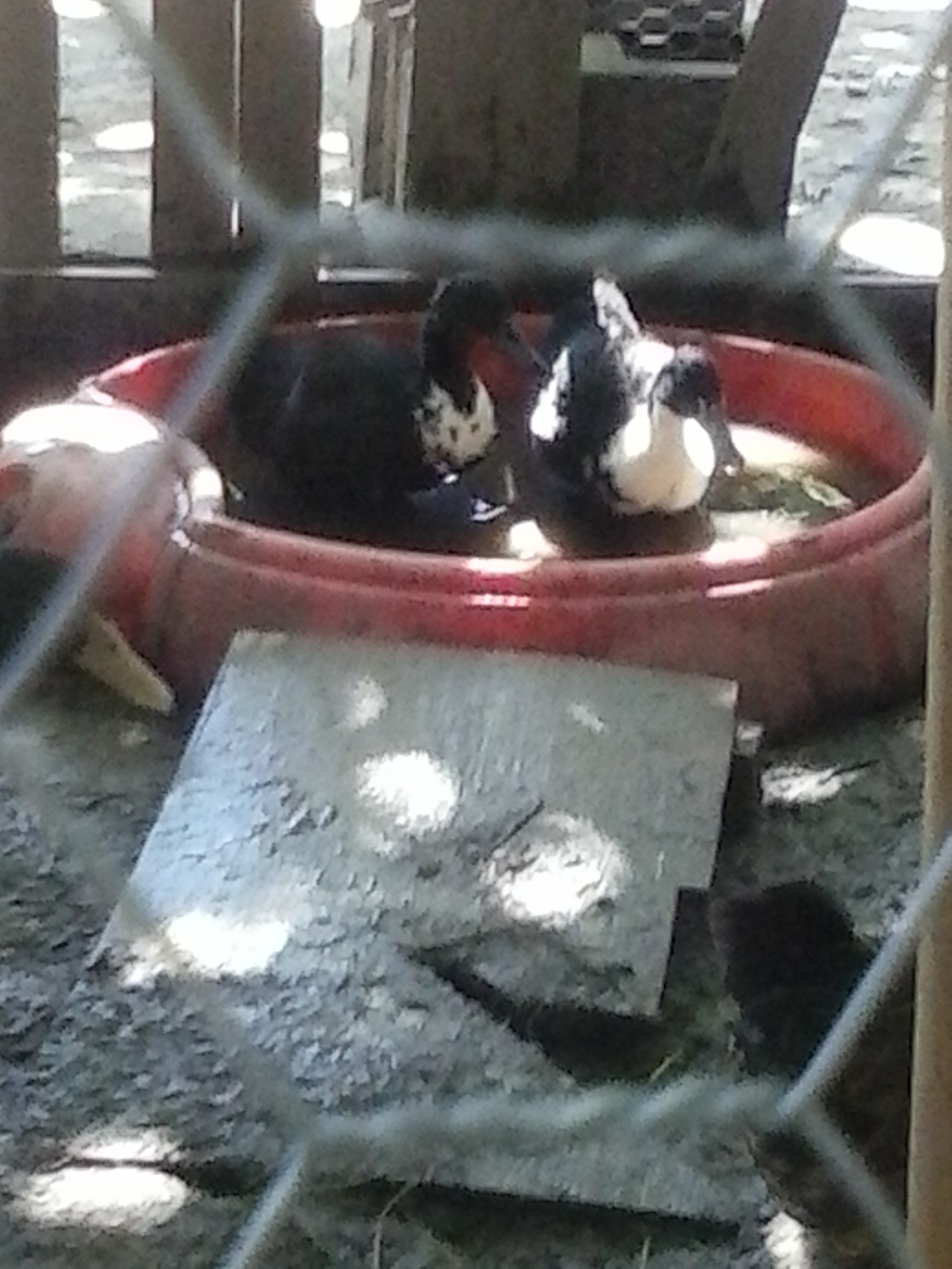 the boys needed some forever loves so i picked so Peking Swedish mix females they loved them they showed them around the coop nesting areas lol then the pool