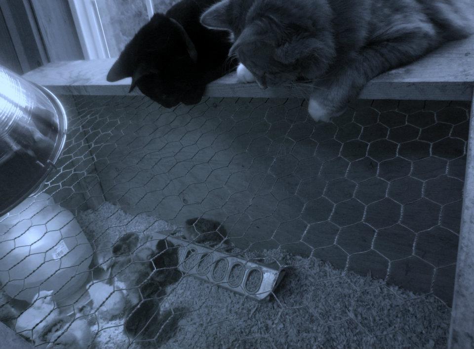 The boys wondering what in the world are these things.