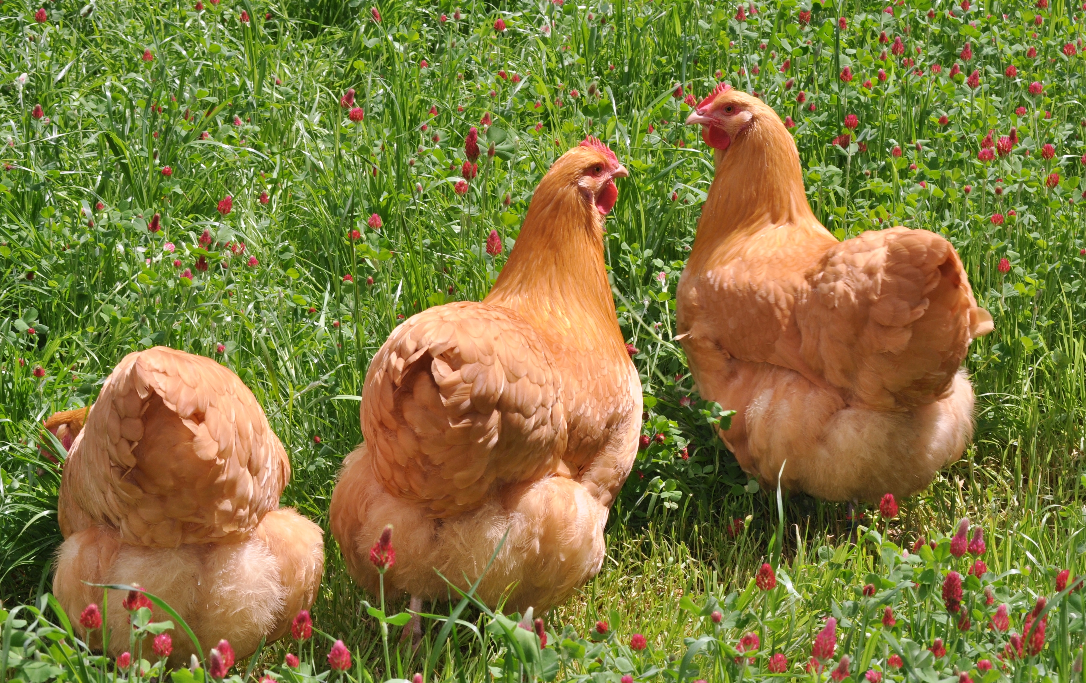 The Brat, Busy, and the Pest at 5 months. All by Monty.50% EBO x SOP hens