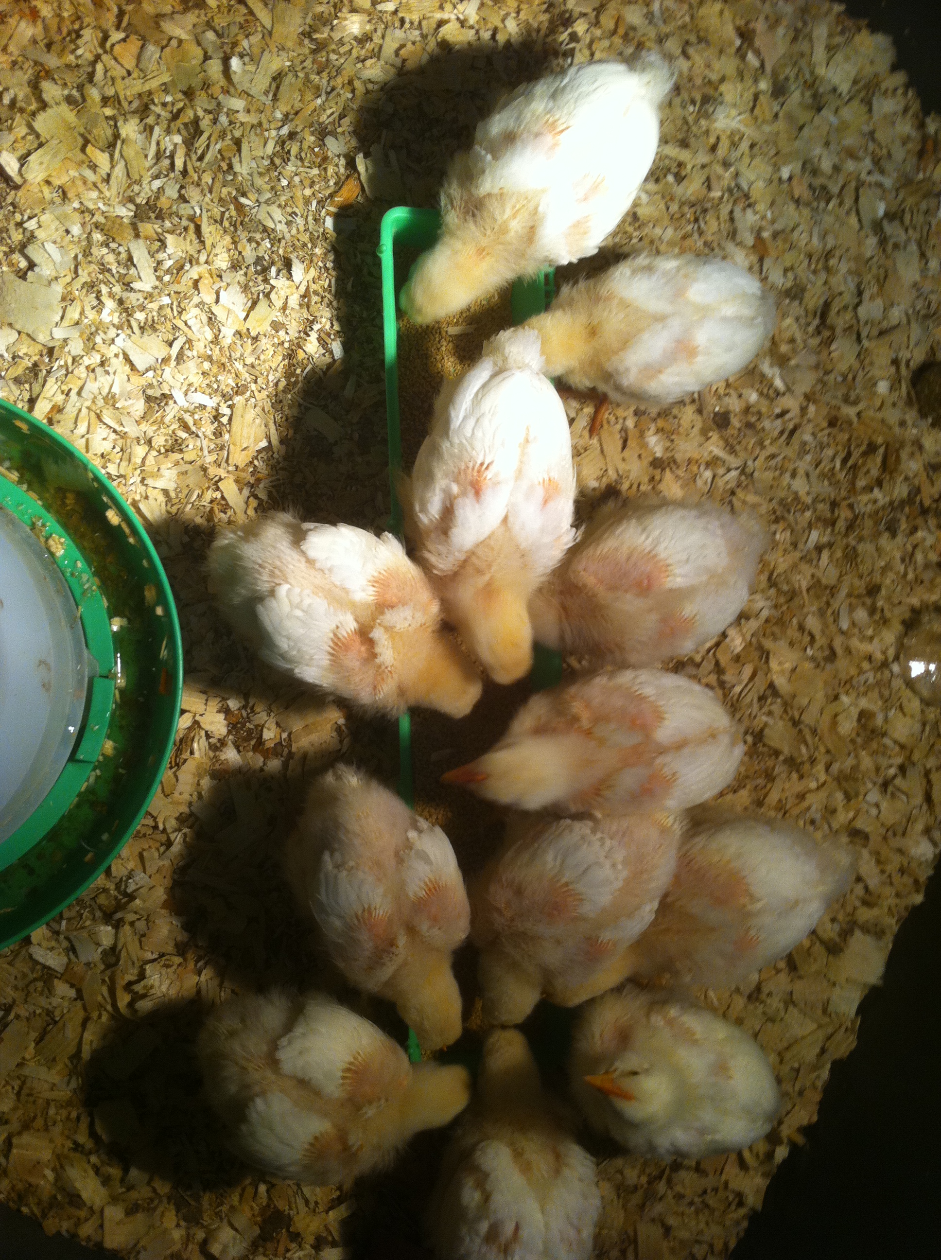 The broilers never miss a meal!