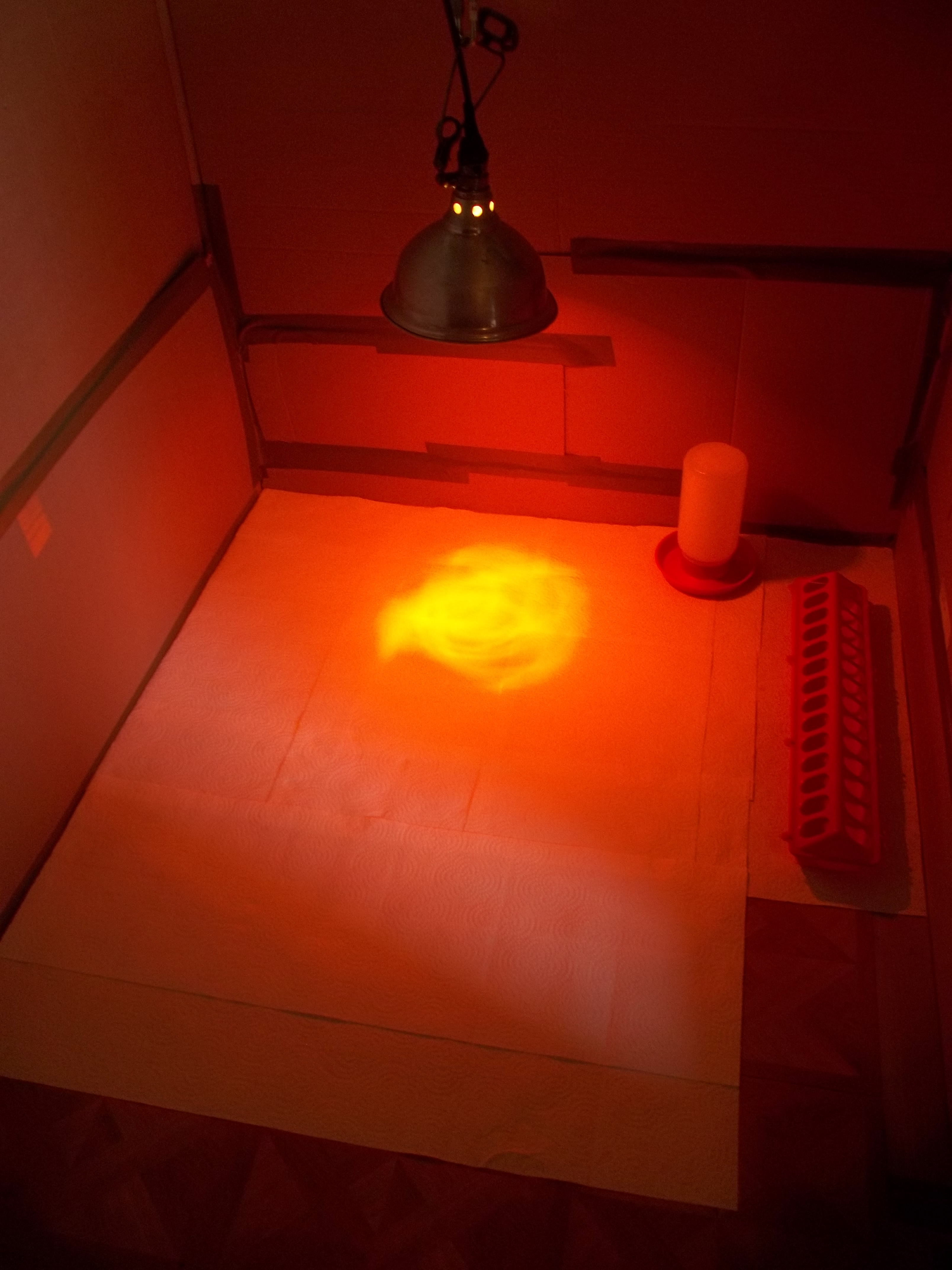 The brooder already for the 'babies' to arrive!