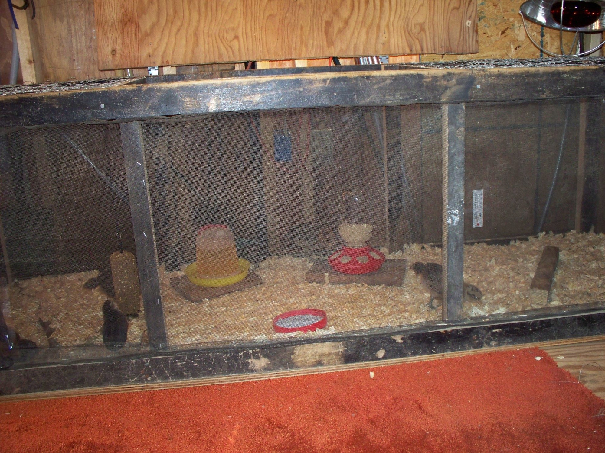 The brooder box