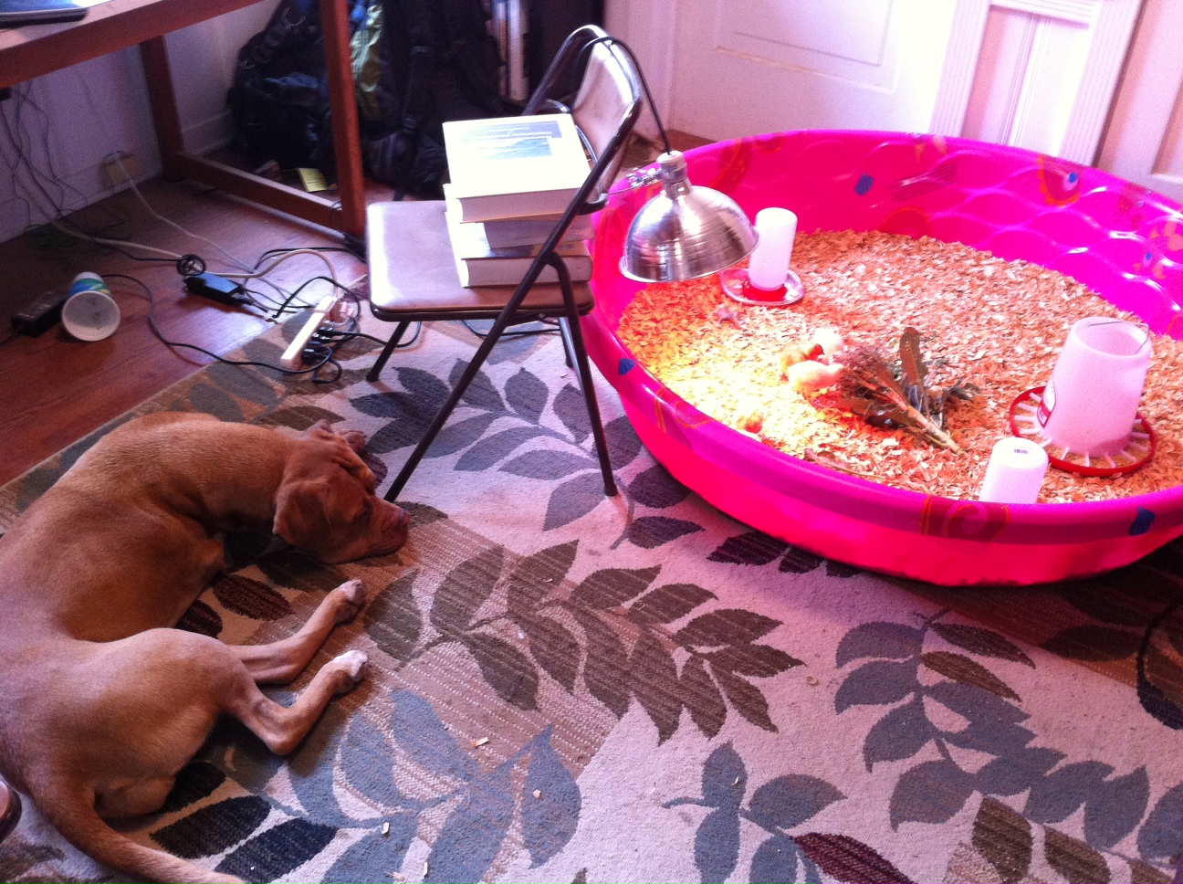 The brooder digs. Complete with nanny.