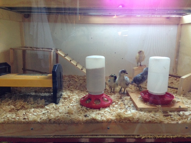The brooder has evolved over several seasons. It includes the EcoGlow (LOVE that thing) and a "jungle gym" for the chicks to get plenty of exercise.