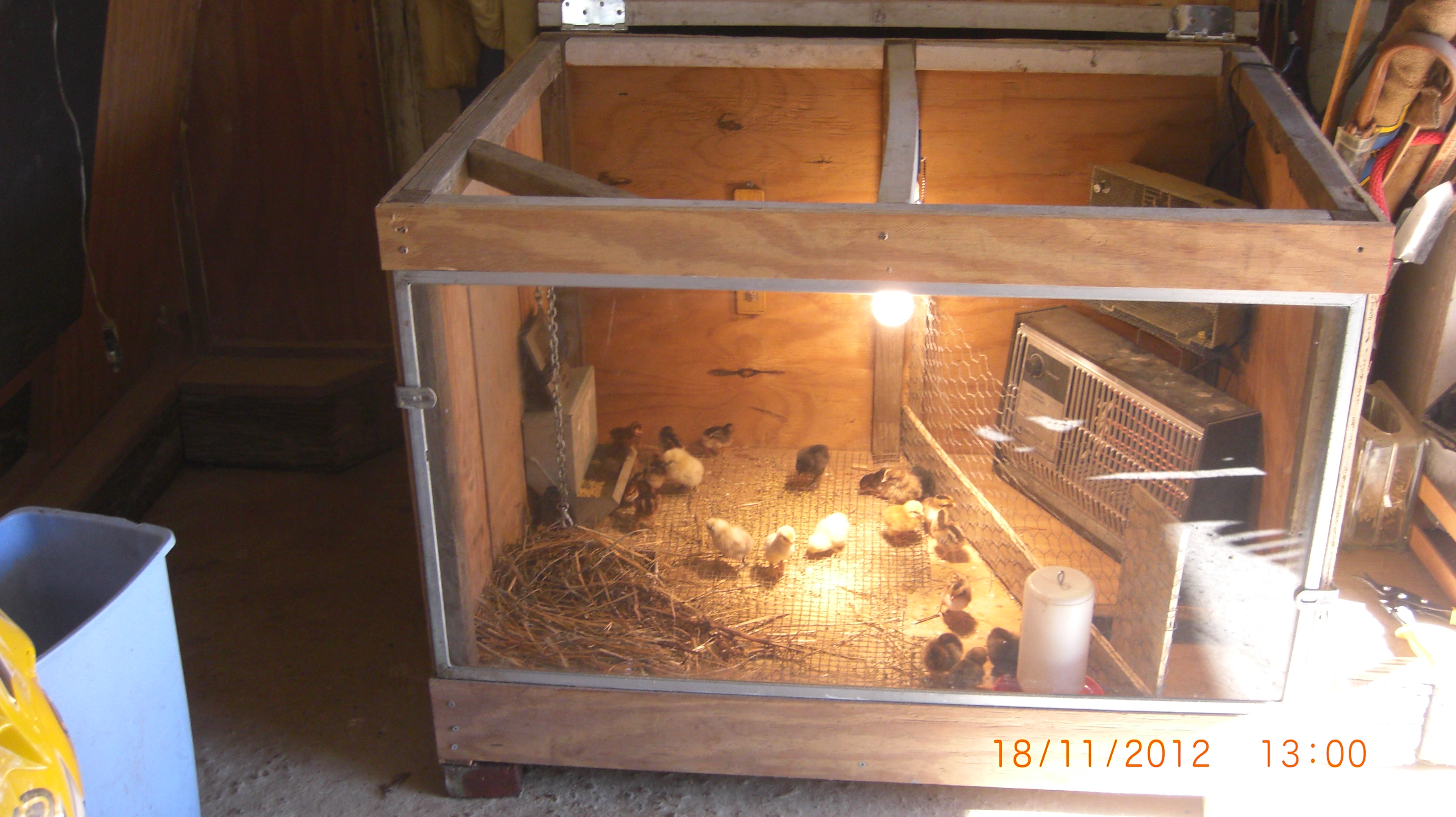 The brooder/incubator that i built with the 25 bantam assortment we ordered from Ideal poultry
