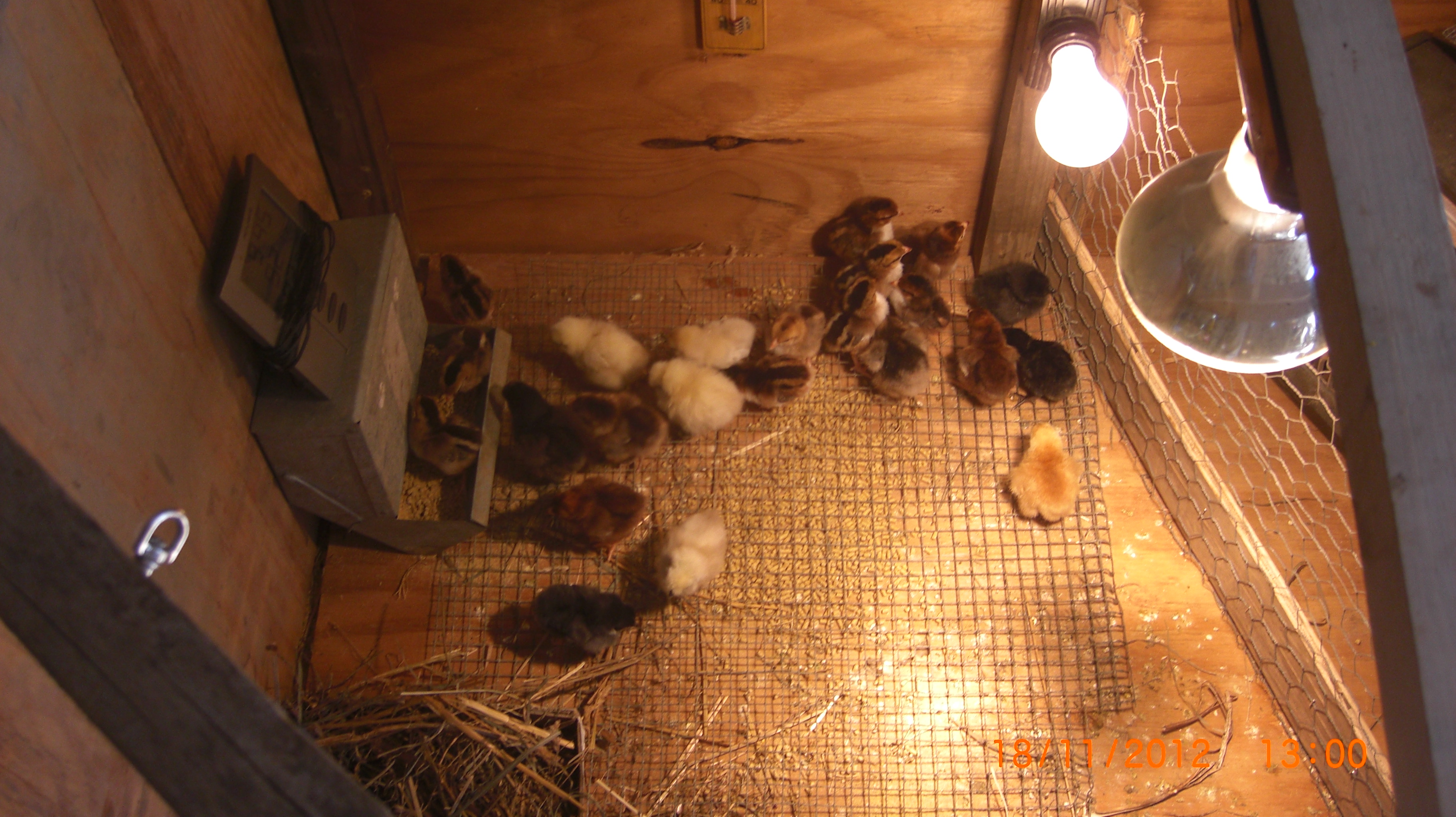 The brooder/incubator that i built