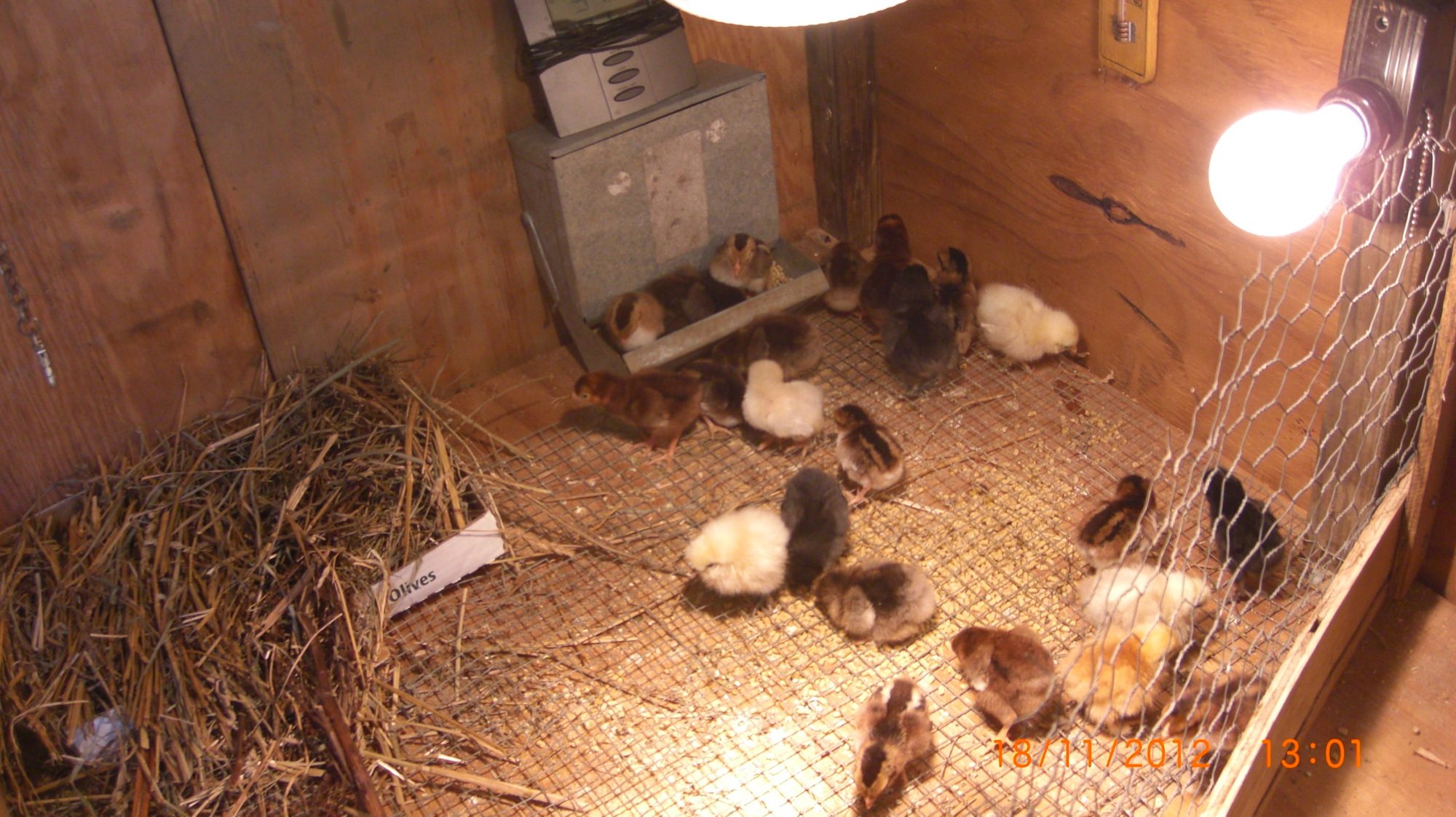 The brooder/incubator that i built