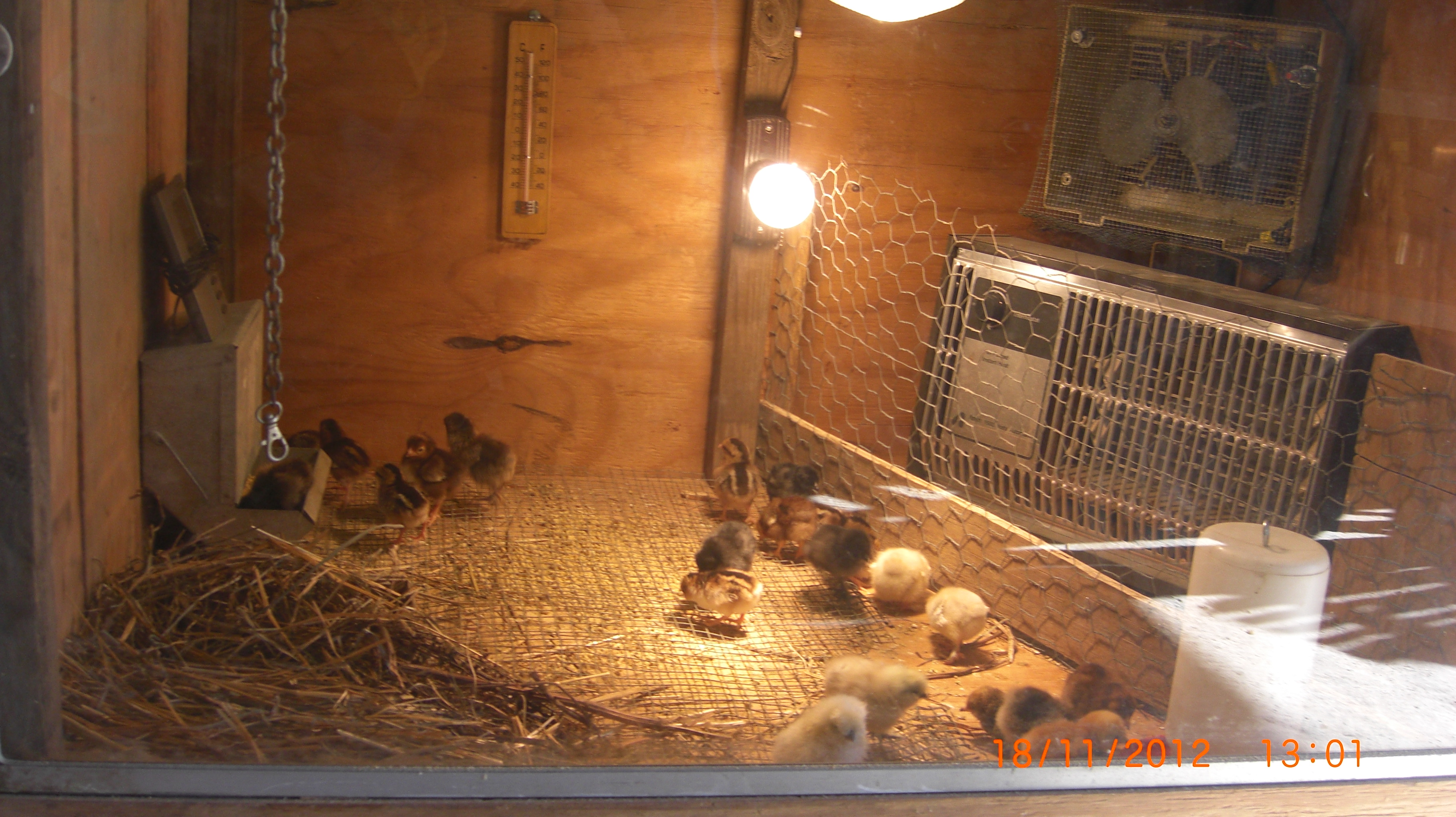 The brooder/incubator that i built