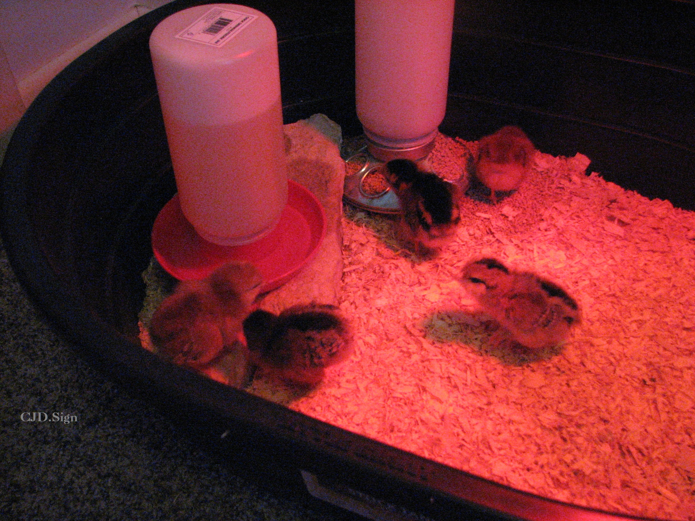 The brooder light makes everything look red.
