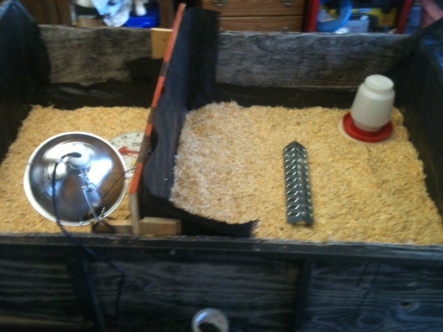The brooder where we will have 15 female chicks on the right and 6 guineas on the left.  Have to get another heat lamp and food and water dishes for guineas.  It is an old trailer we had laying around so my husband just some plywood to separate the areas.  Then I tacked up some tar paper my Dad had laying around.  Also he cutting his own pine siding to side his hunting shack so all my pine shavings are FREE!  I am thinking about maybe putting some sand under the pine shavings but not sure if I should or not?