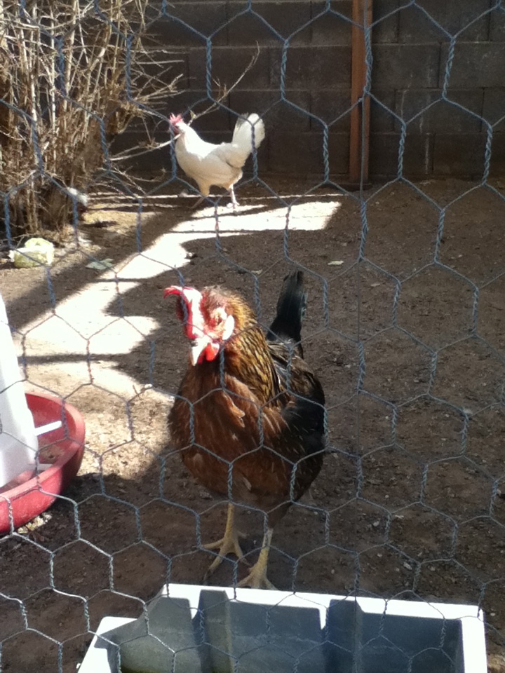 The brown chicken is my chicken, Henretta.