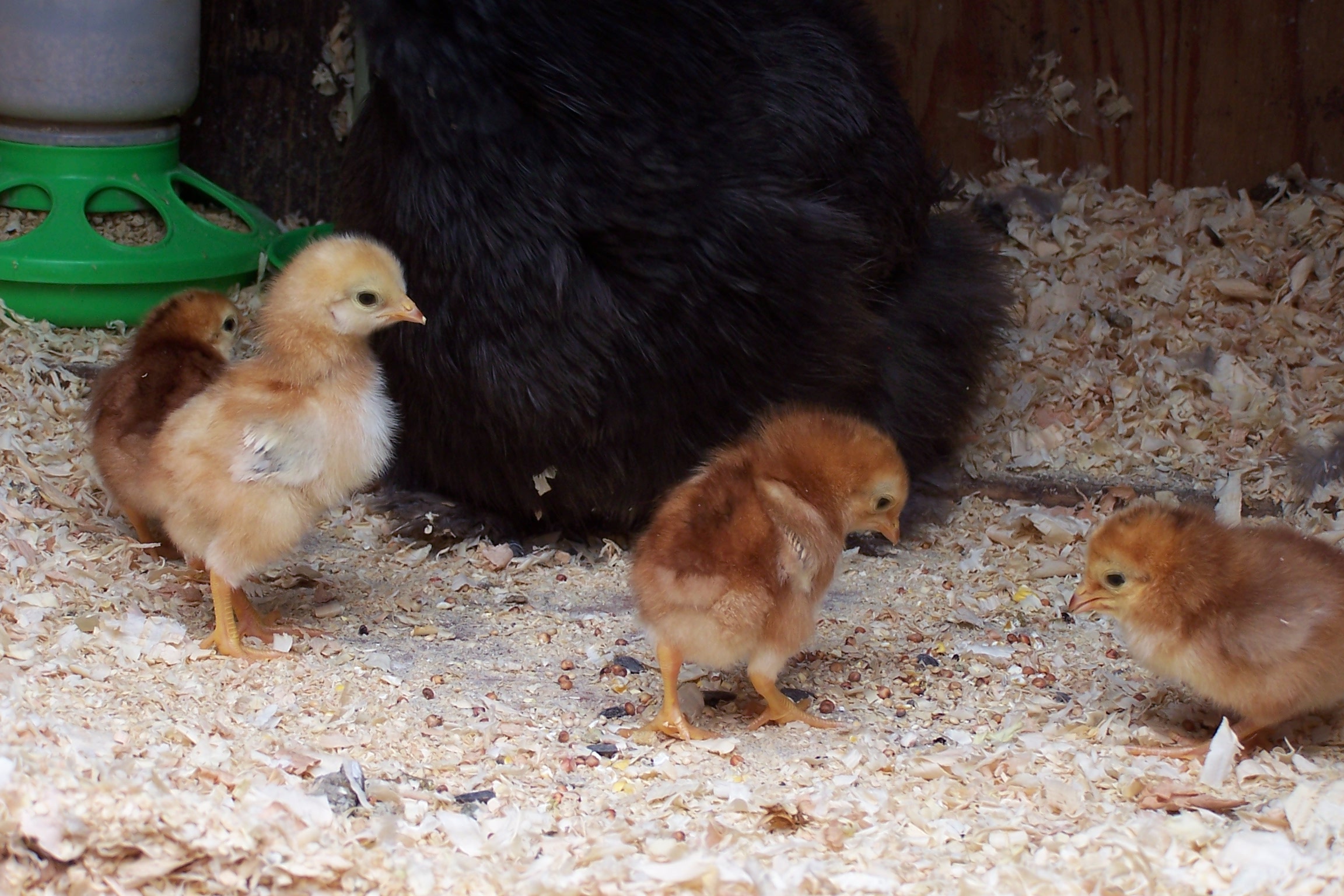 The buckeye gang...2 roo's left and 2 hens right (as time would tell)