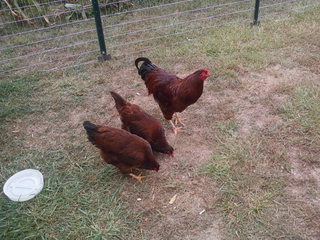 The Buckeys checking out their new digs. The birds 100% free range, the pen area used as needed.