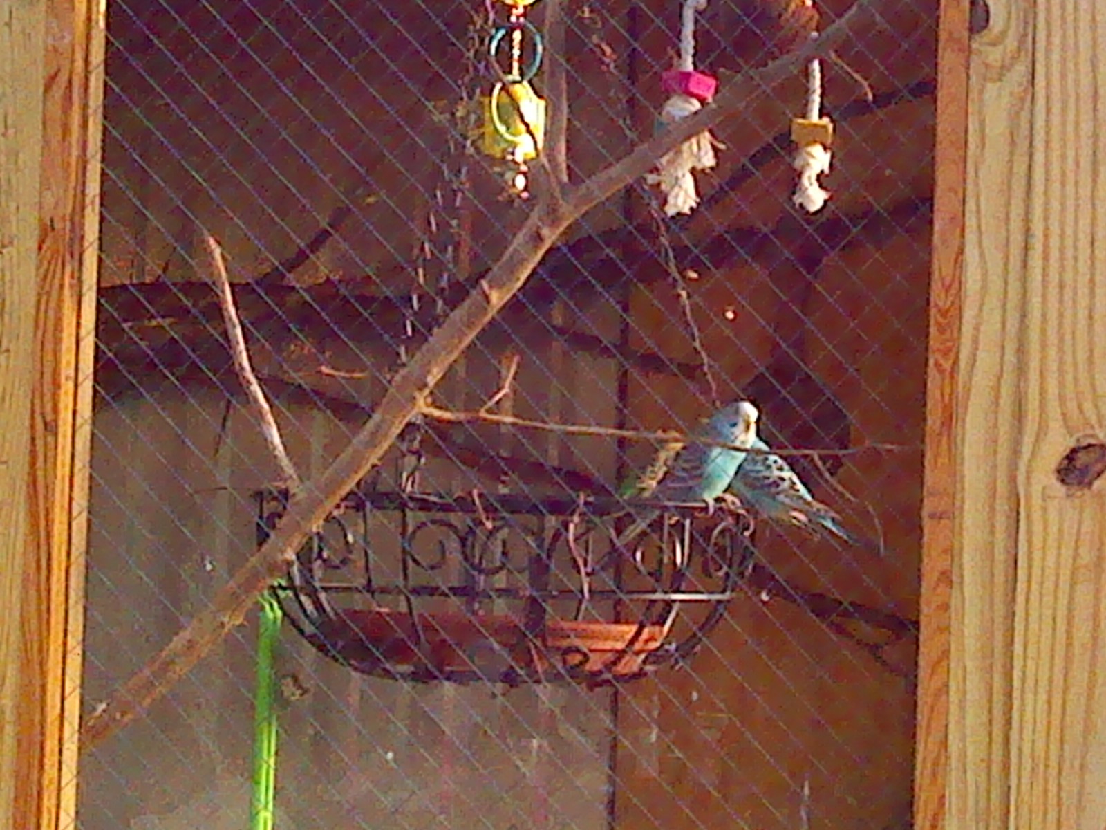 the budgie aviary