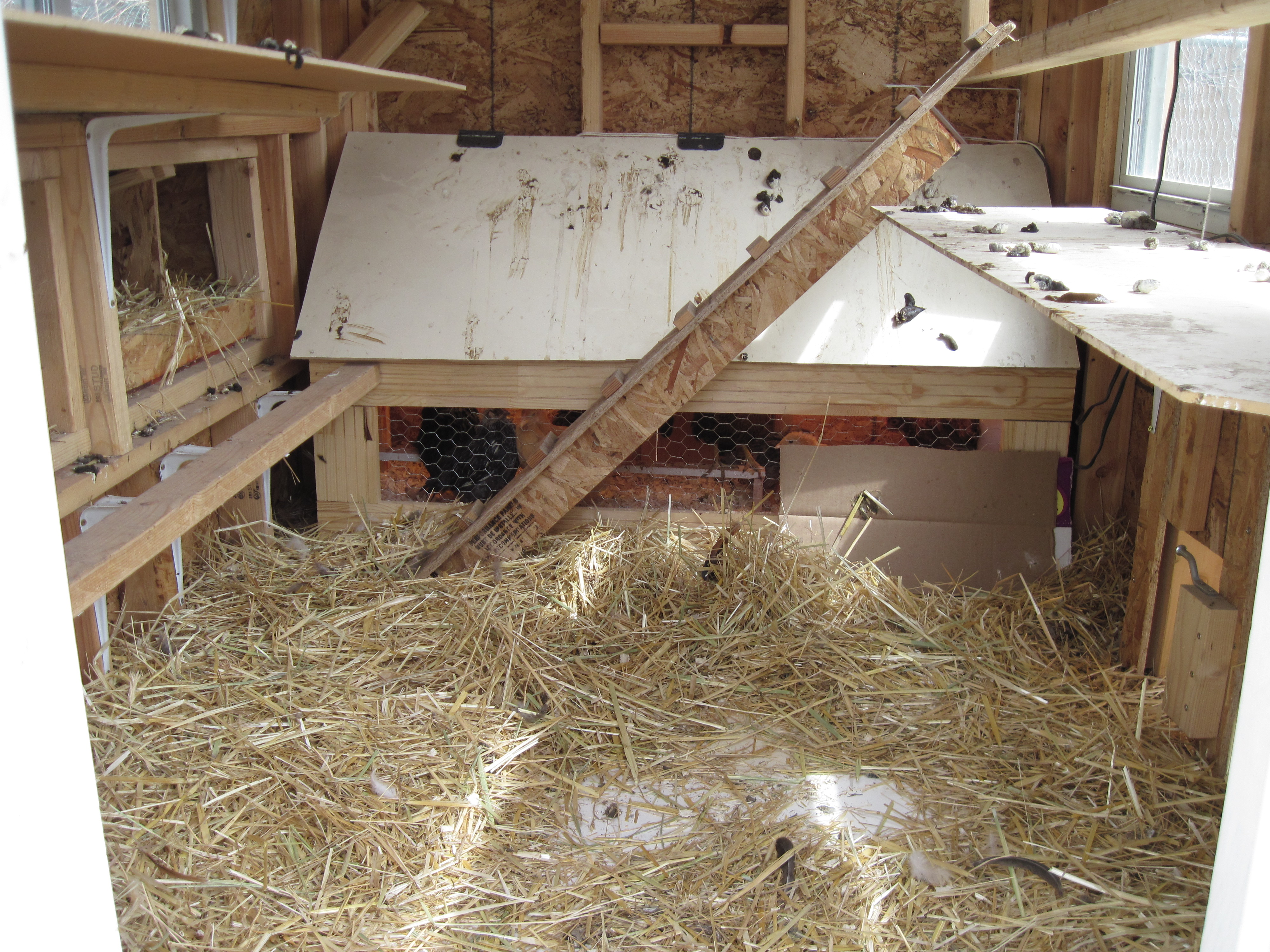 the built in brooder. this is in the morning before i cleaned the poop of the top and the poop catches