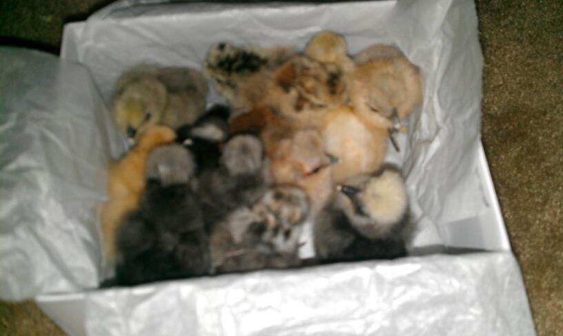 the bunch of 1st hatch  silkies