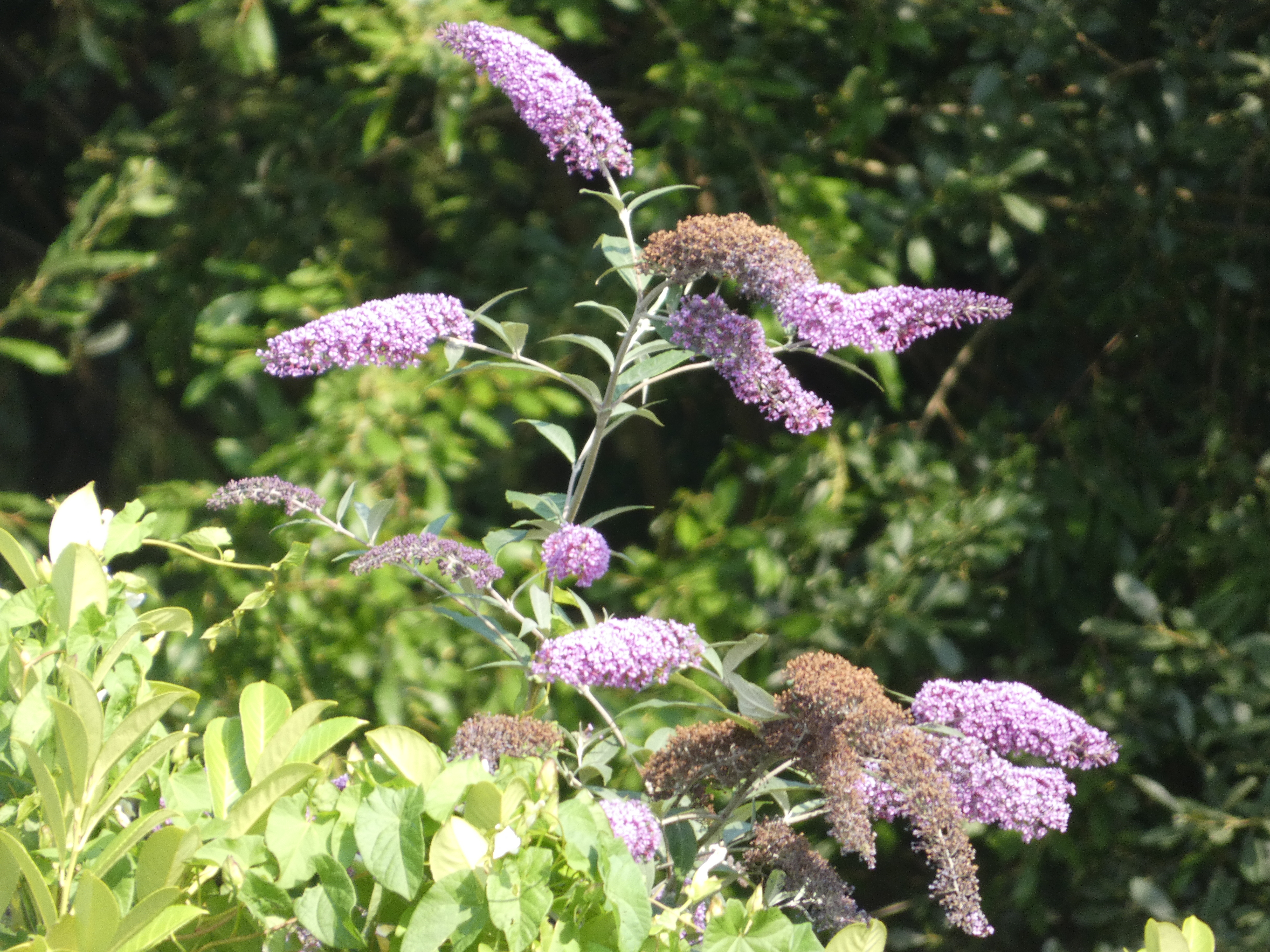 The butterfly hookup