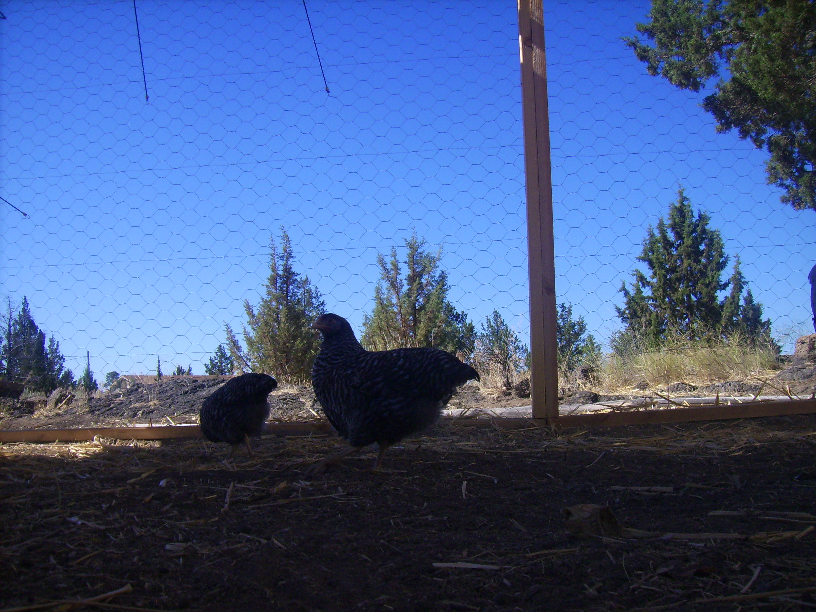 The California Grey in this photo is Lena. She's a lil biiger than her sister. She has a deformity on her comb which is why the breeder didn't want her, but I don't care, I just want her eggs :)