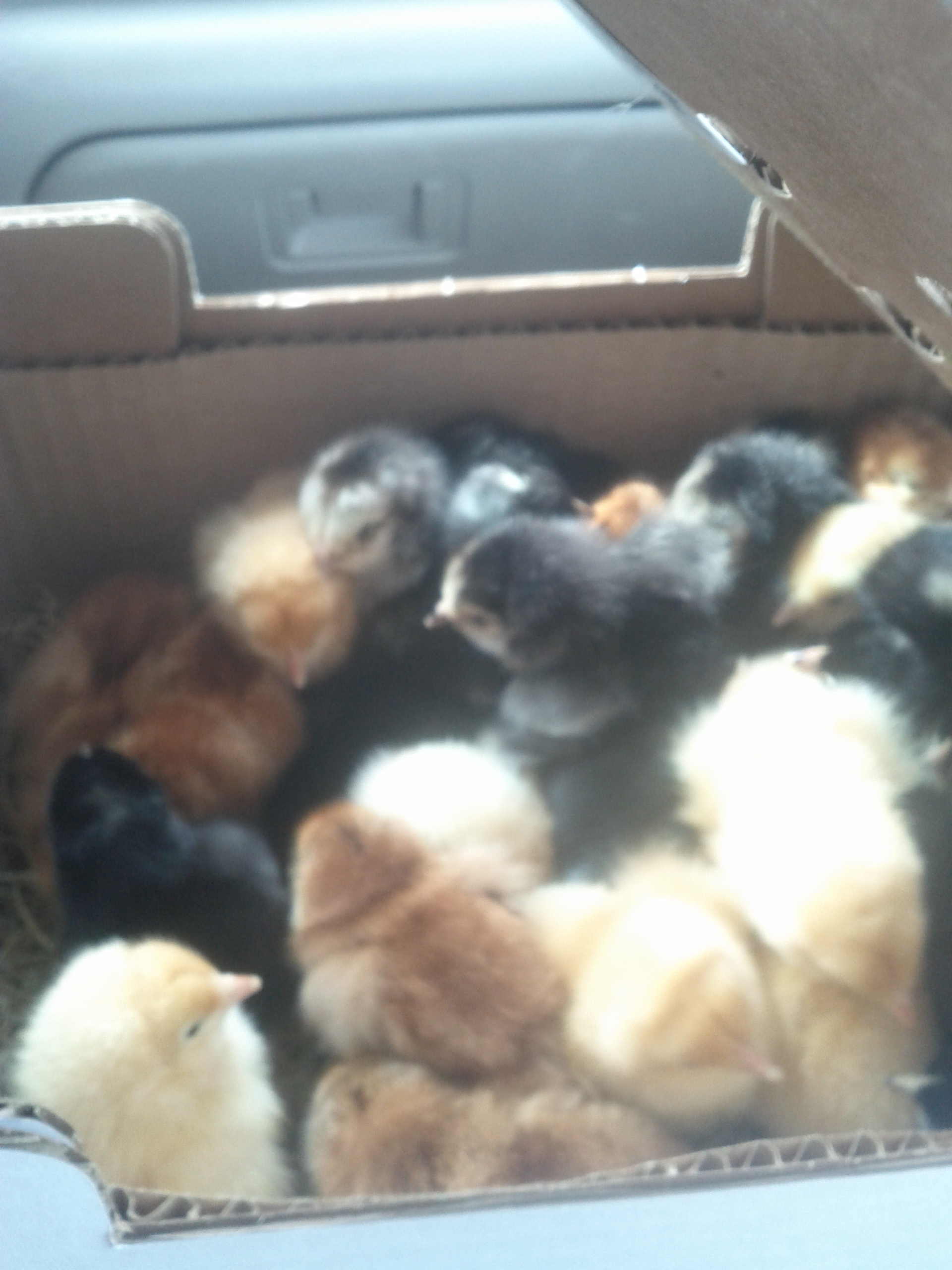 The car ride home! First time seeing our 27 babies :] Rhode Island Reds, Light Brahmas, Barred Rocks, and Buff Rocks.