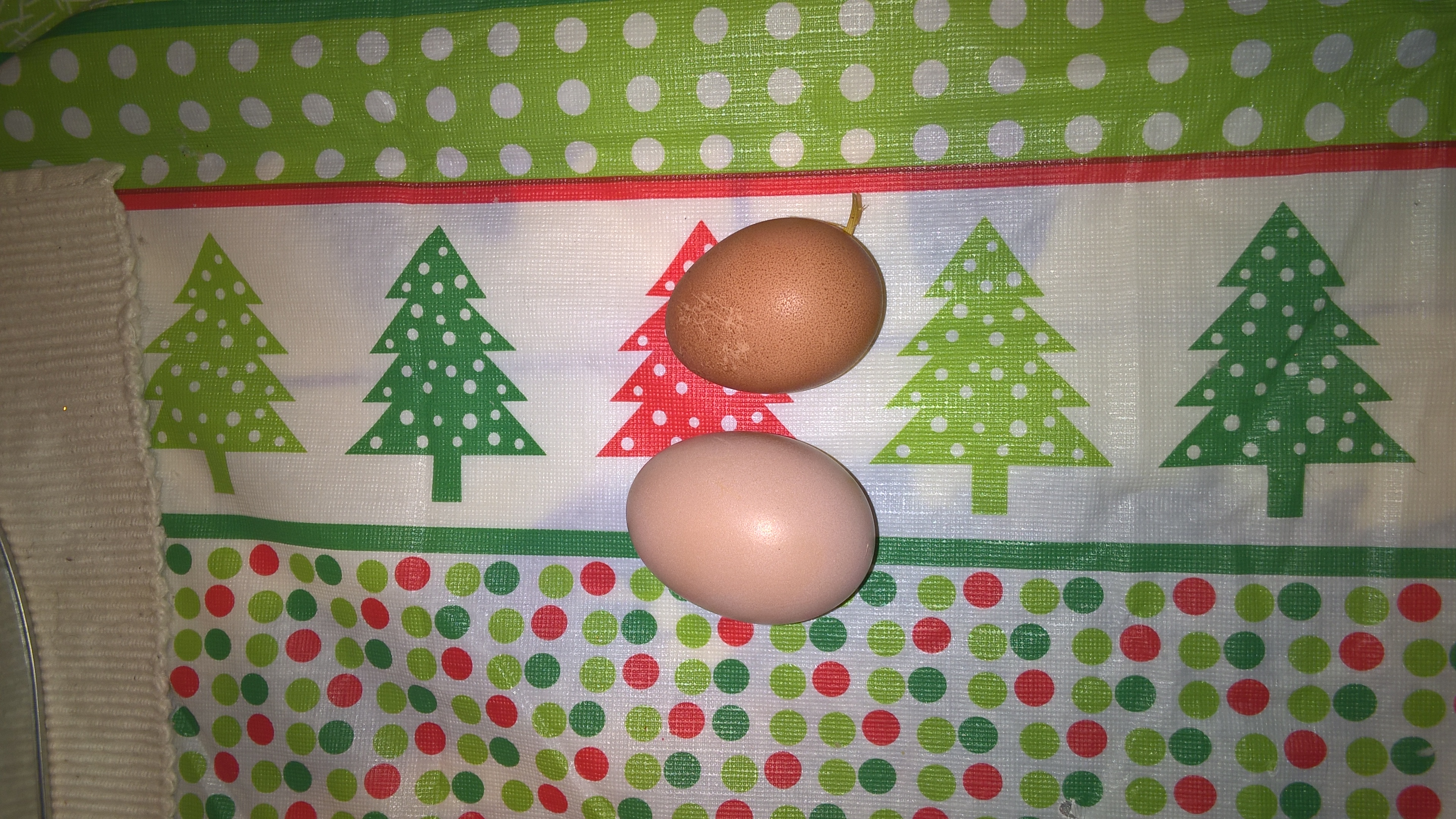 The Caramel Queens have started laying!  Look at that little beauty!