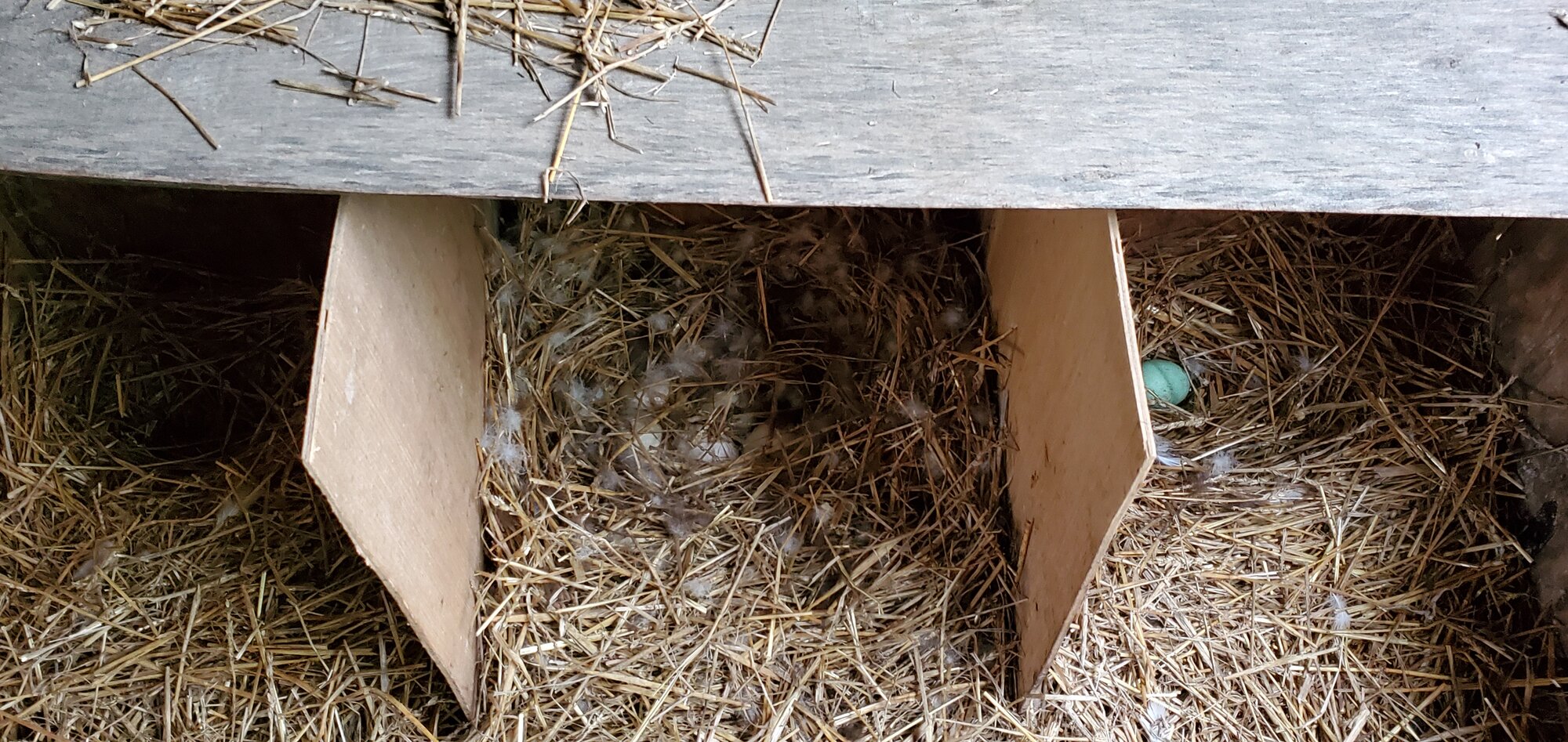 The carefully covered nest with seven developing eggs inside.