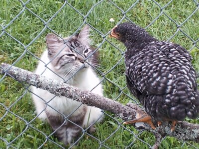 The cat disputing that they are sisters!