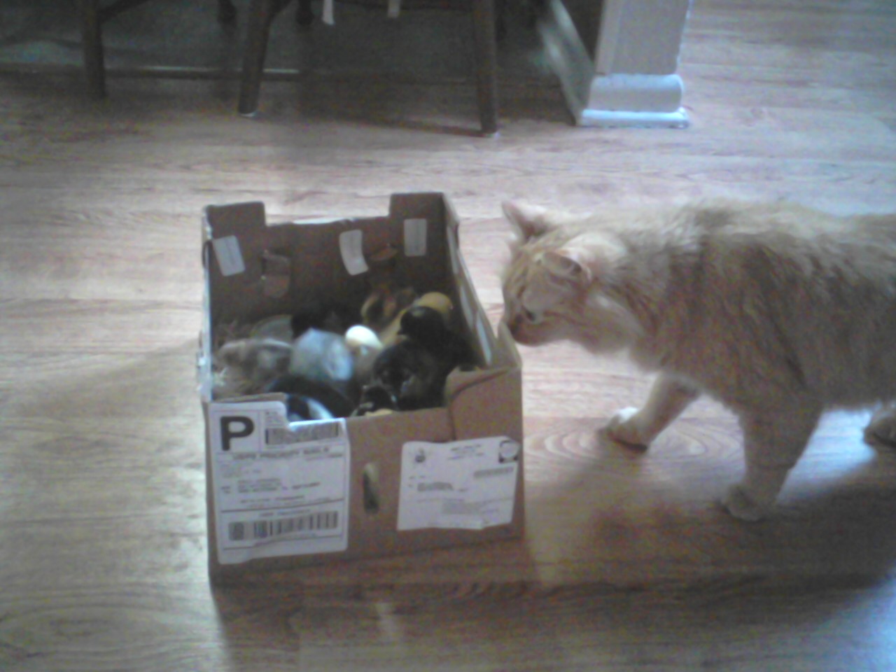 The cat investigating the new arrivals.