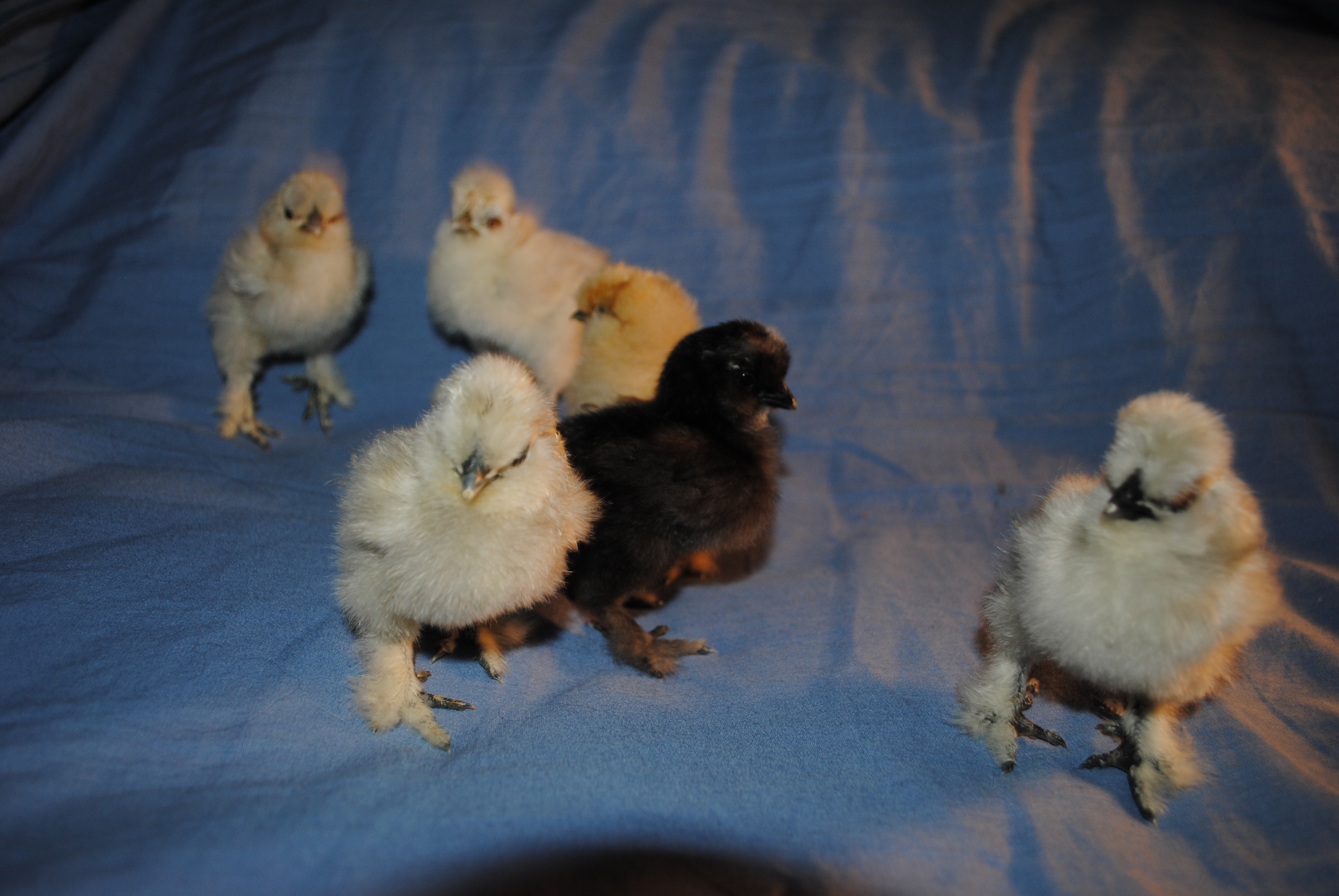 The Catdance hatch - Lavender, porcelain, black split lavender