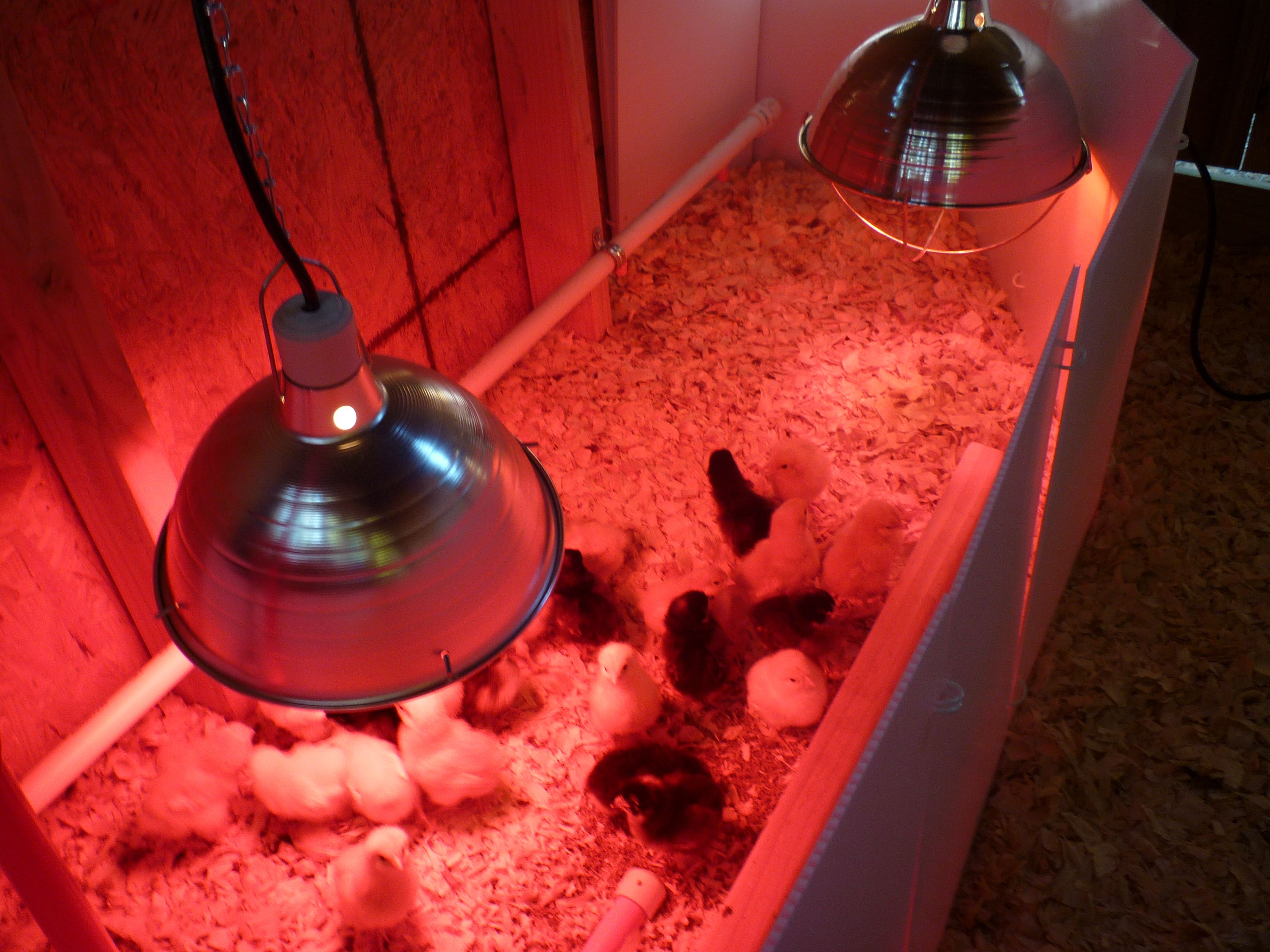 The chick brooder inside the coop.  Notice the PVC pipe waterer with "nipples"!