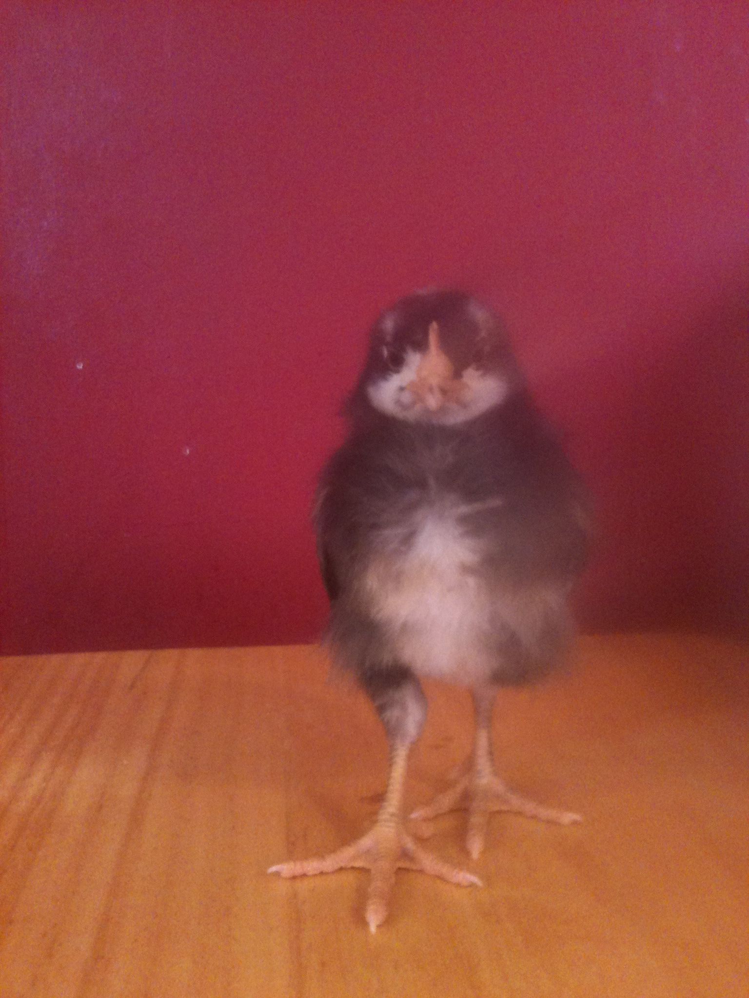 The chick in question