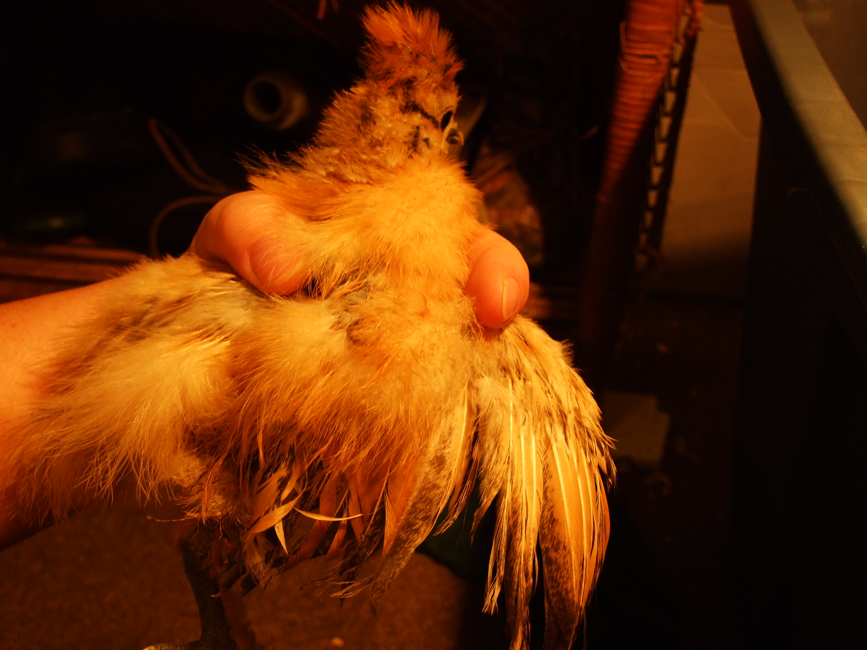 The chick my husband likes, big crest