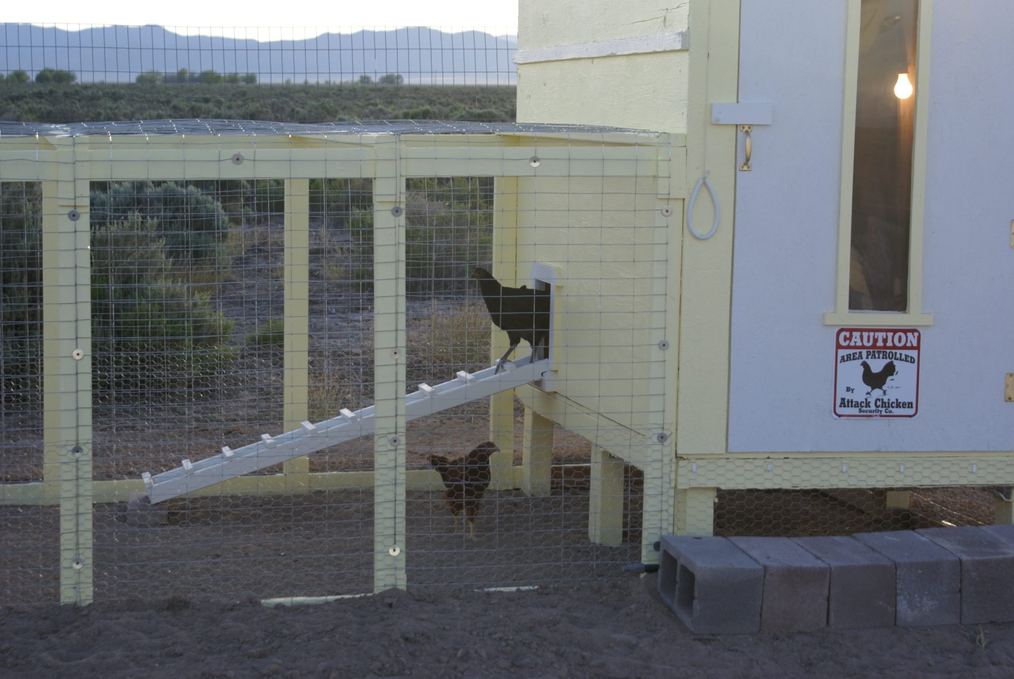 The chicken first time out into there run.