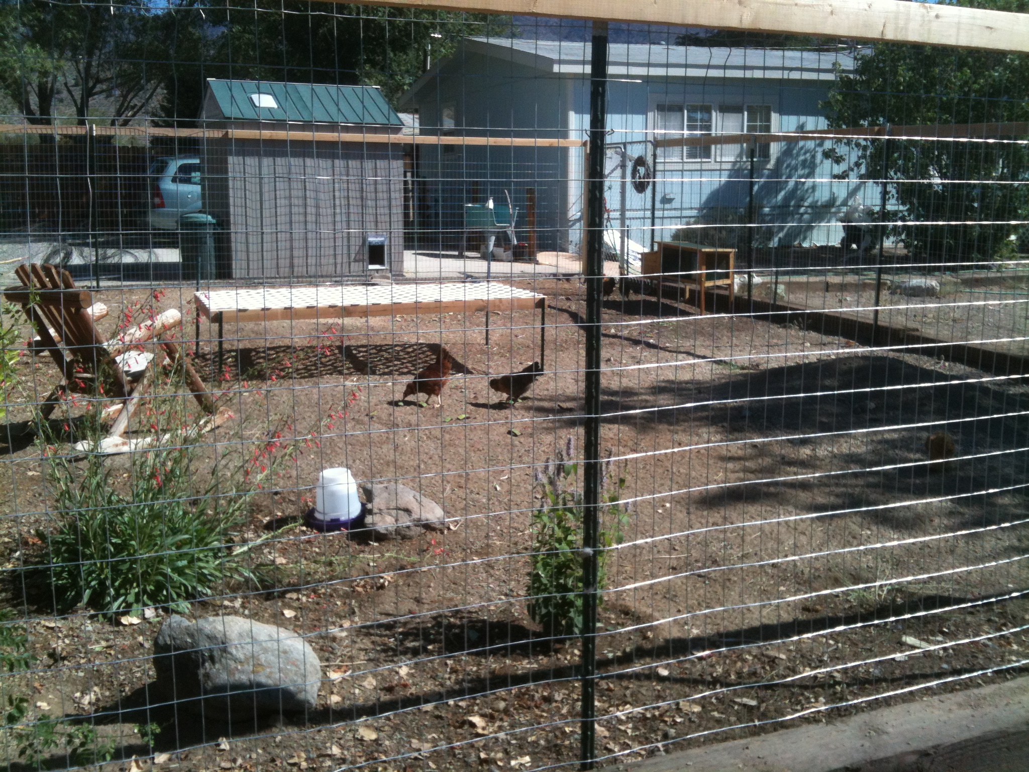 The Chicken Garden 2012