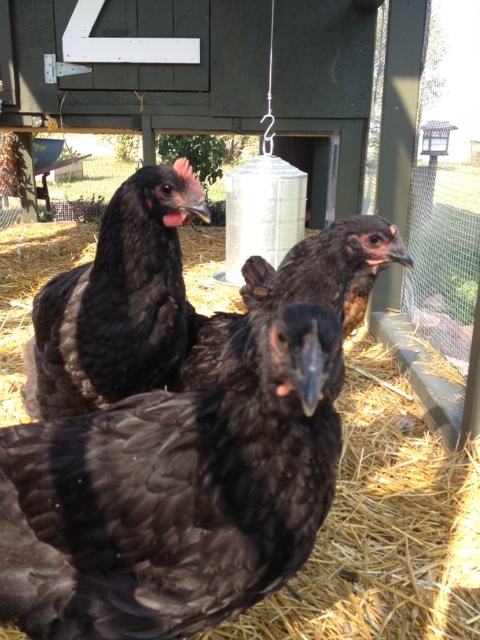 The Chicken Network in 3-D!