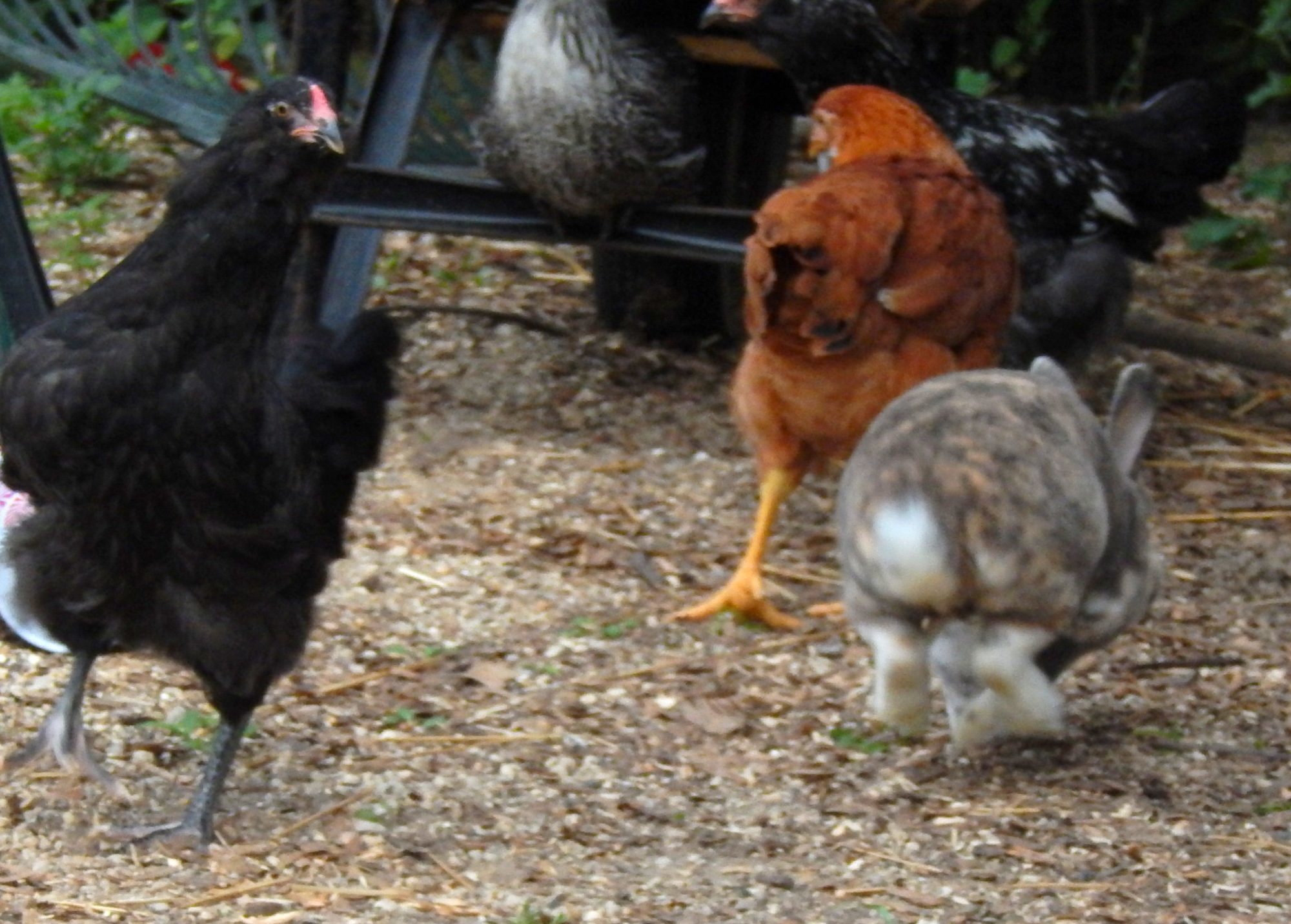 The chicken on the far right does not look like it fits any breed standards...just my opinion based on the fluffy tail.