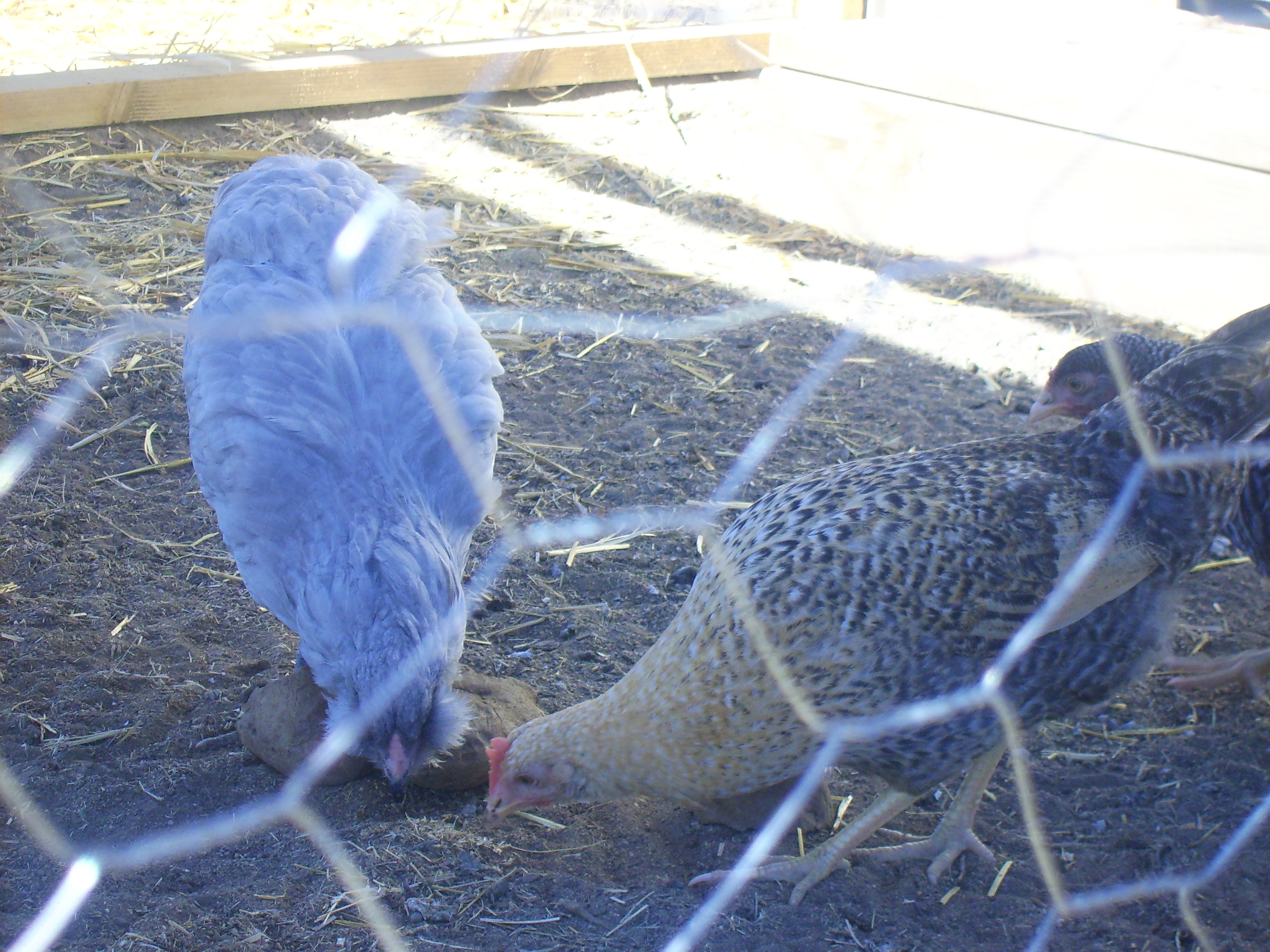 The chicken on the right is Fiona she is a Norwegian Jærhøn about 6 months of age.