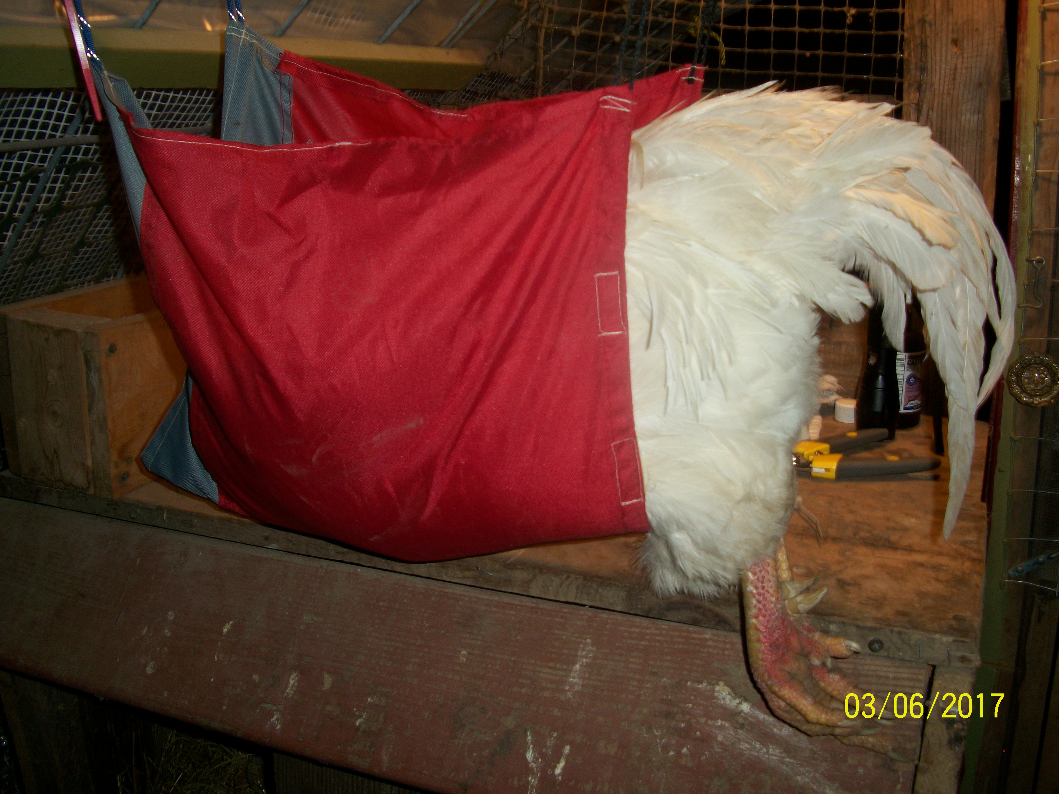 The chicken sling...for working on chickens when alone and needing hands free access.