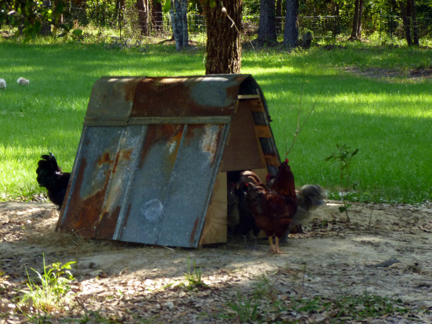 The "chicken space shuttle". We used a pallet, some plywood, and metal roofing to make this little nesting box. I put it out by the front pond because I was tired of the little devils laying eggs under the blueberry bushes.